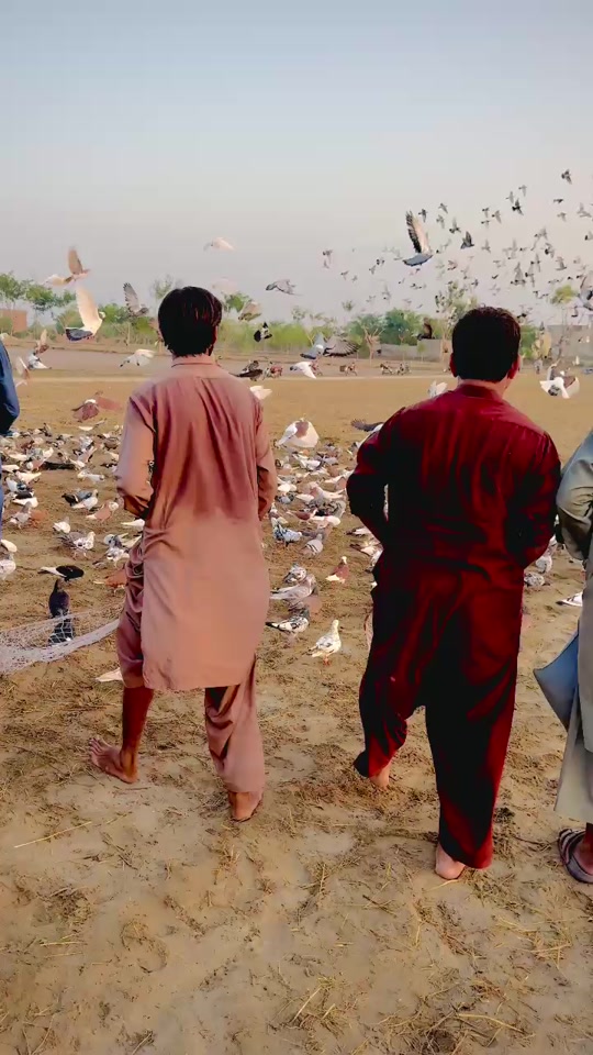 @عدیل رحمن لیہ وال کبوتر باز