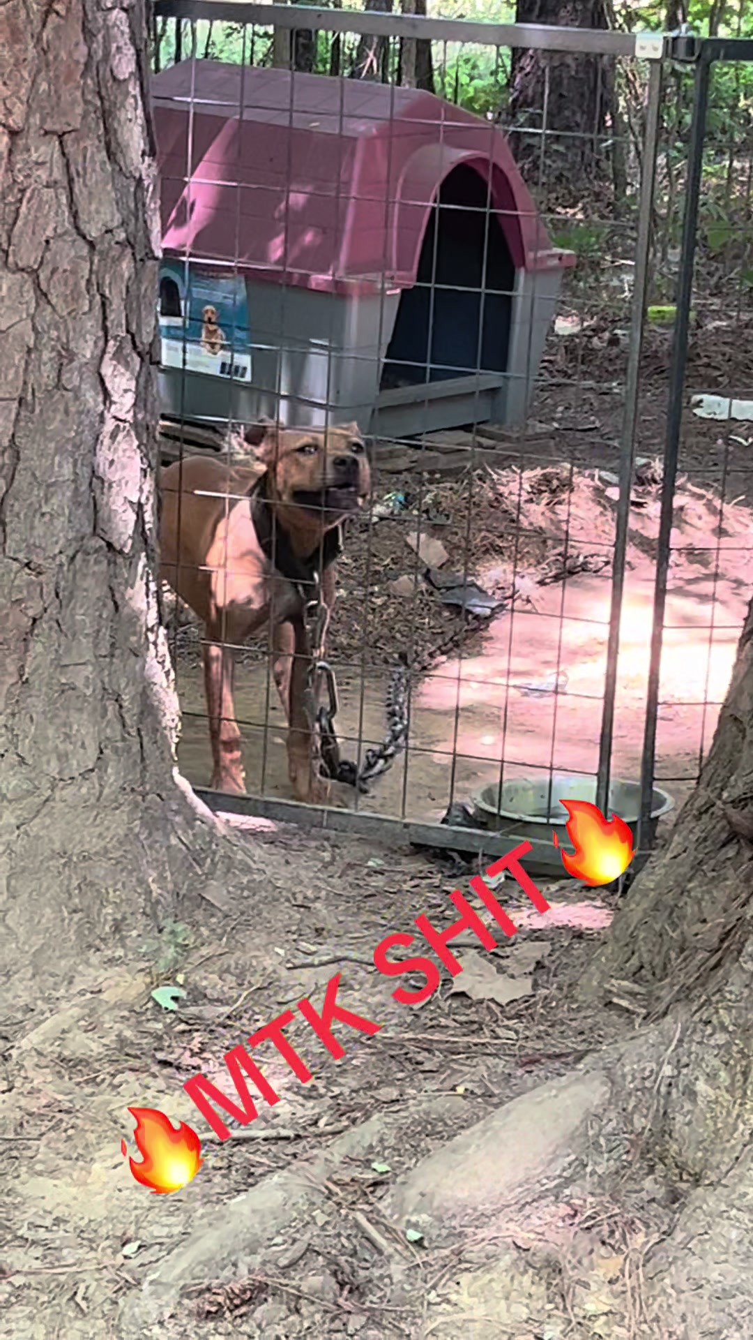 @MoneyTalkKennels