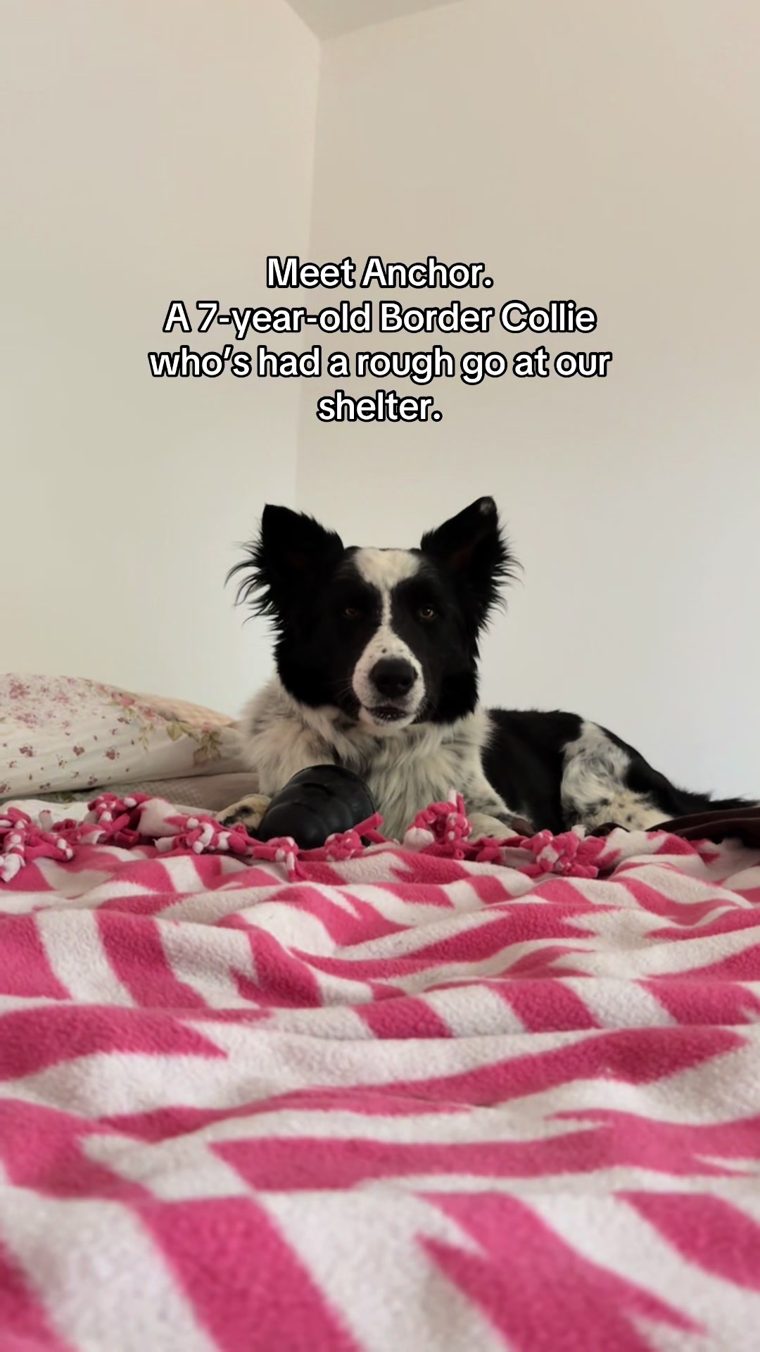 @Animal Friends Alliance