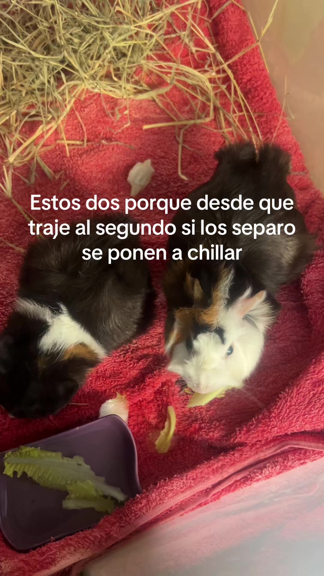 @weirdfish