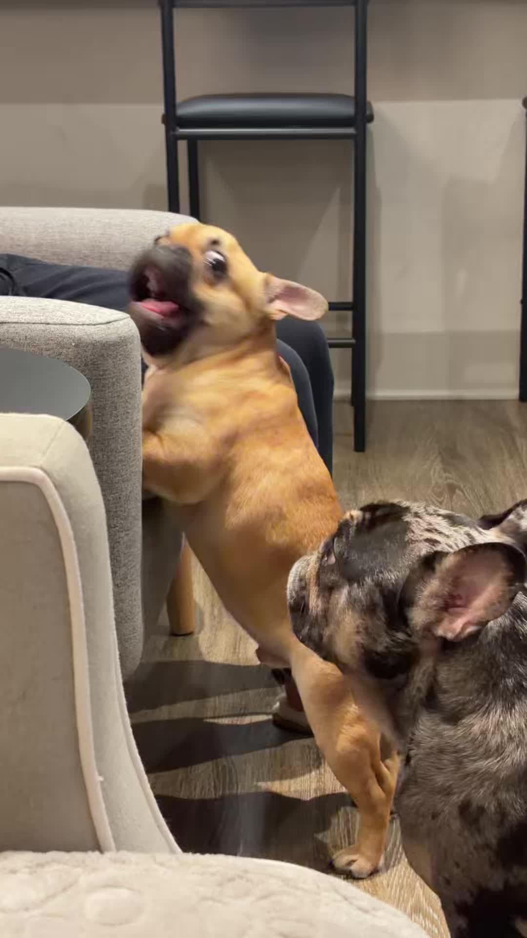 @Archie The Frenchie