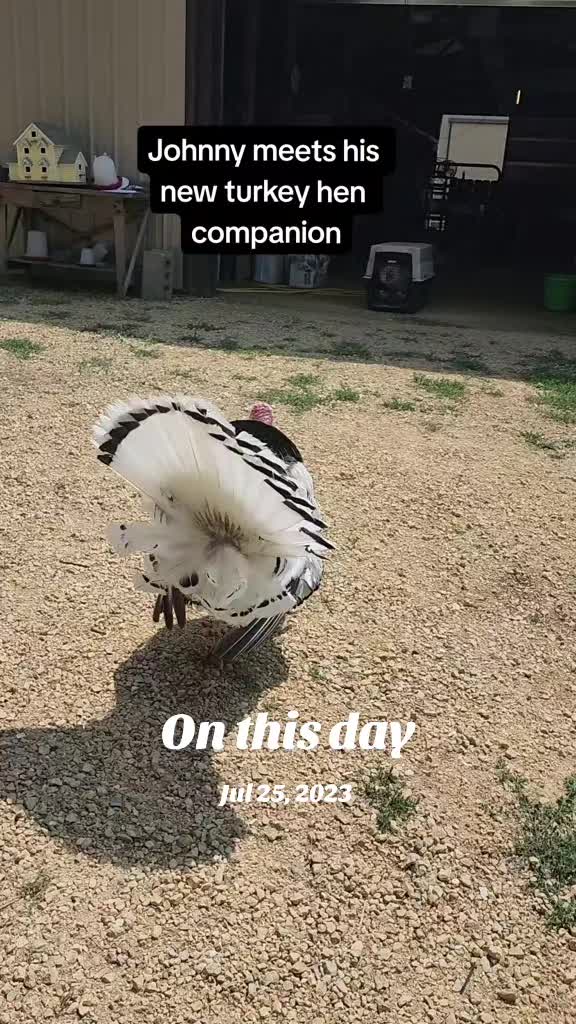 @HarmonyHillFarmSanct