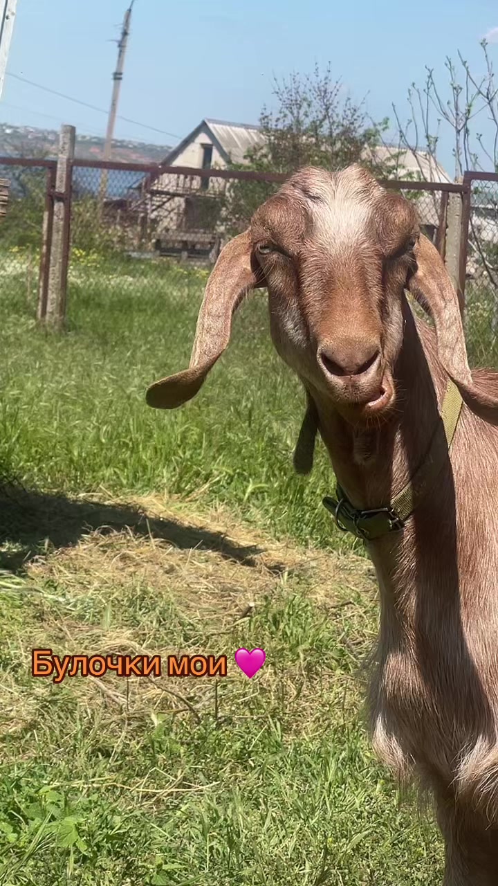 @bezglyanca