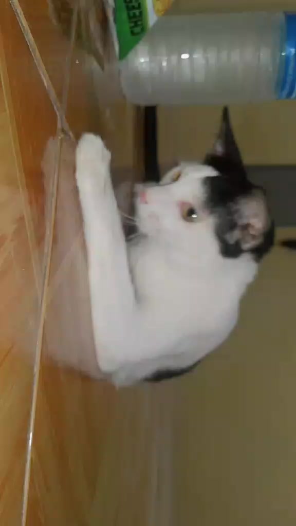 @sny meow🐈