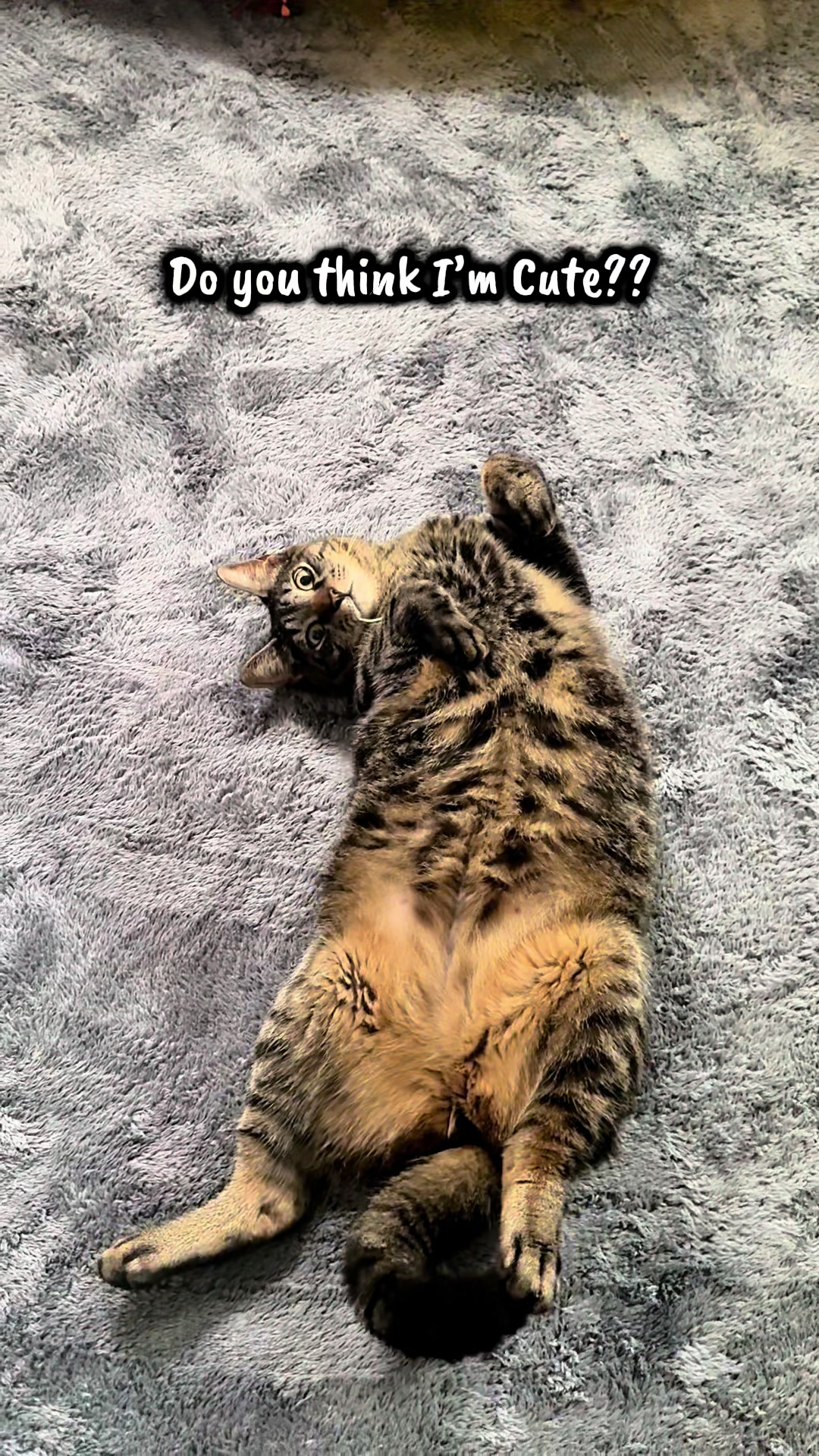 @TailsandWhiskersCo