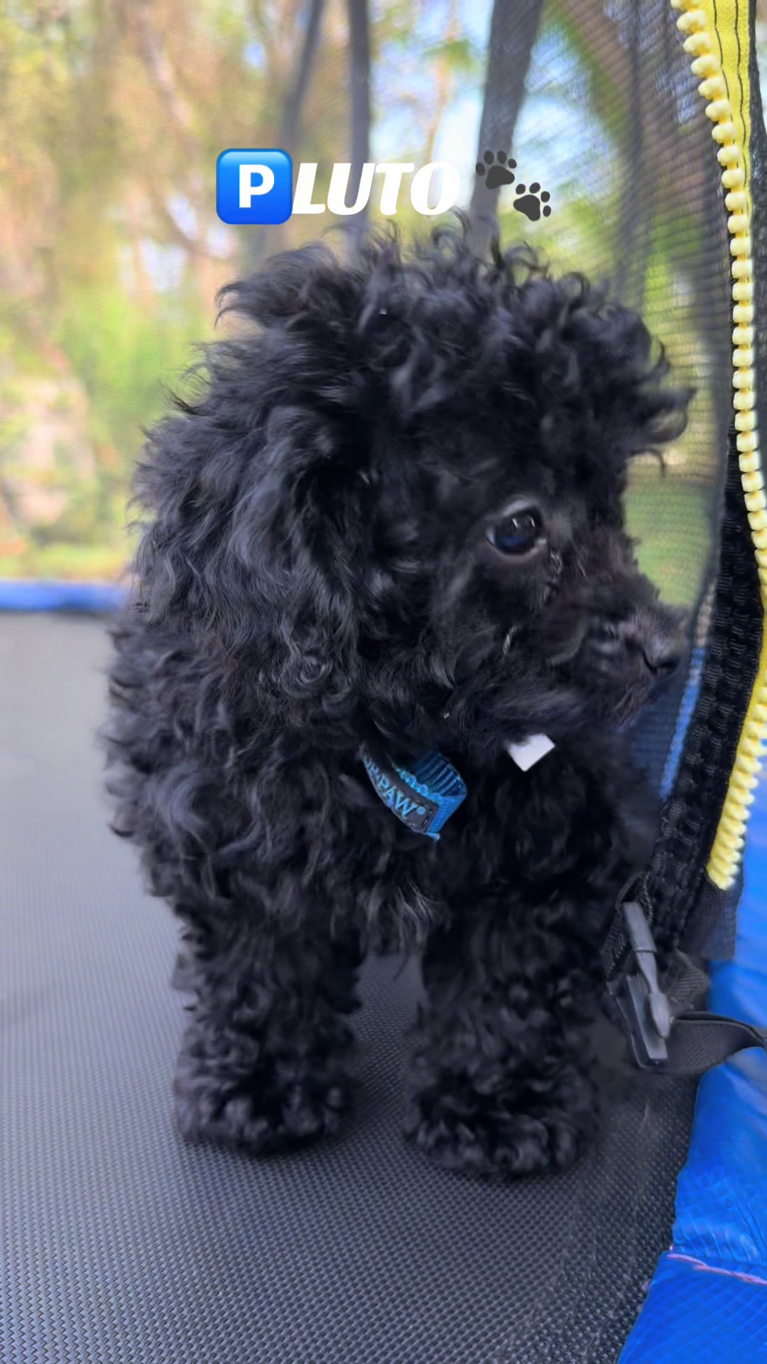 @Toy Pudél NJ 🐾
