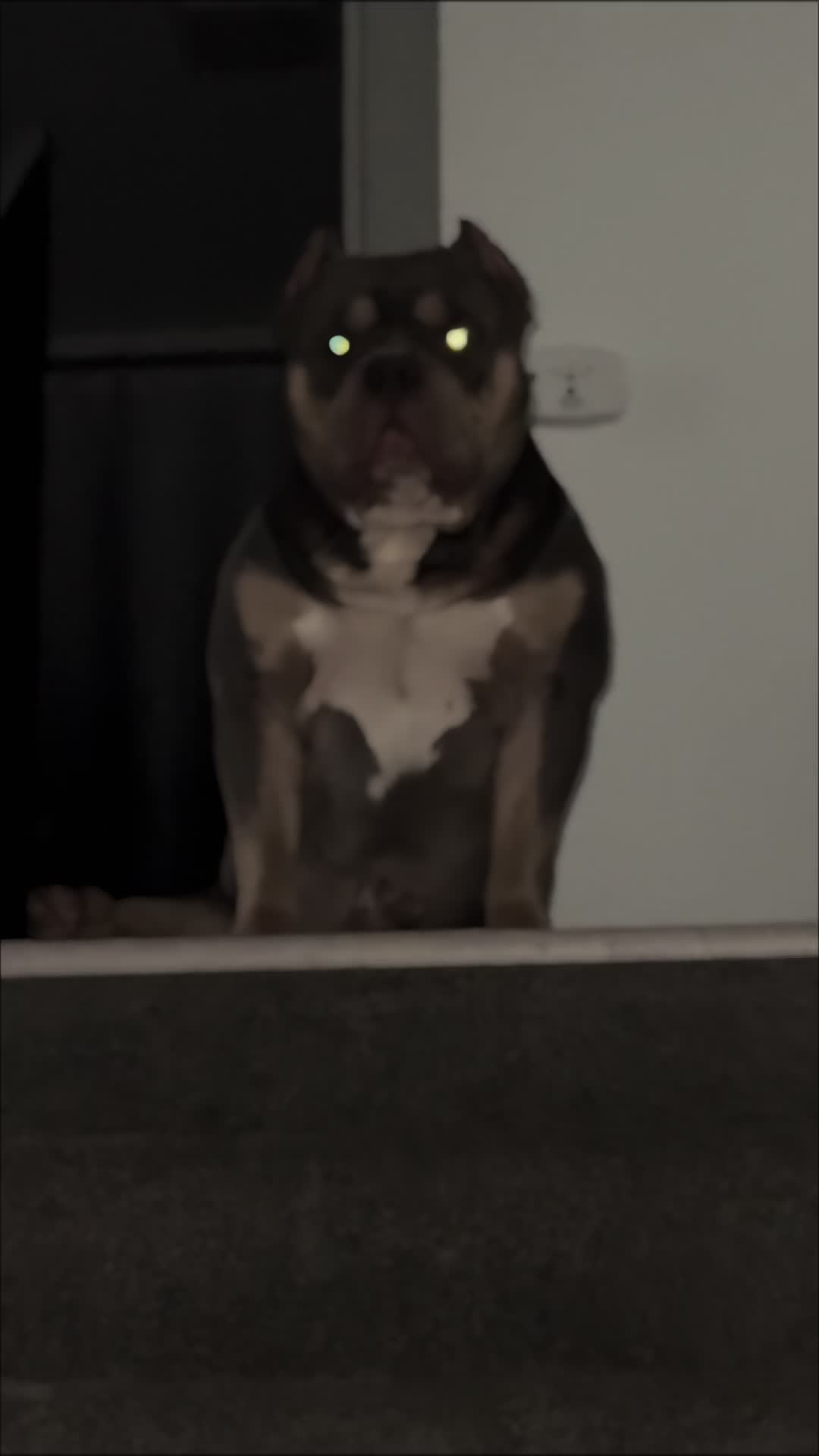 @D3 tri State kennel