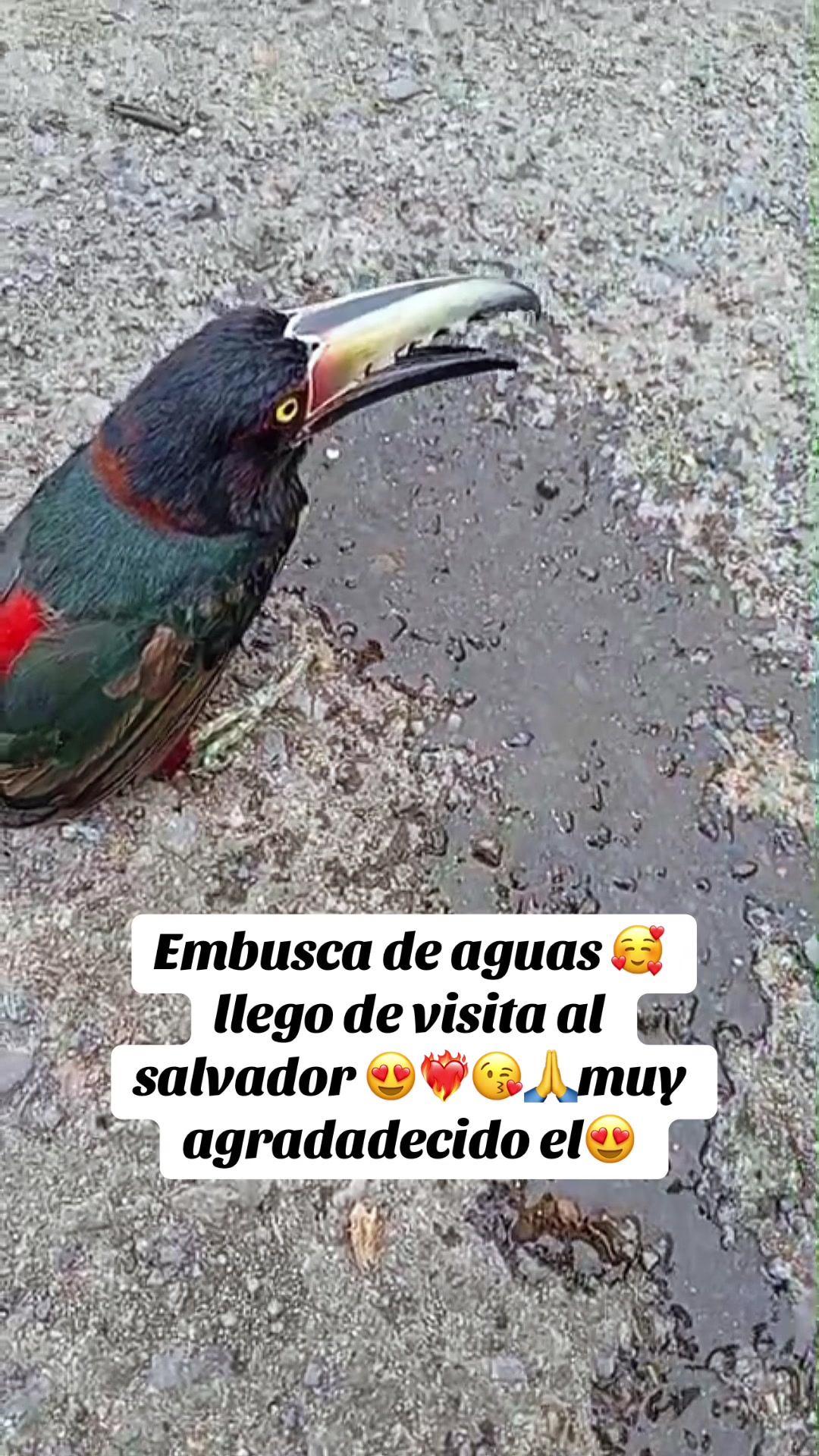 @caritoventura503
