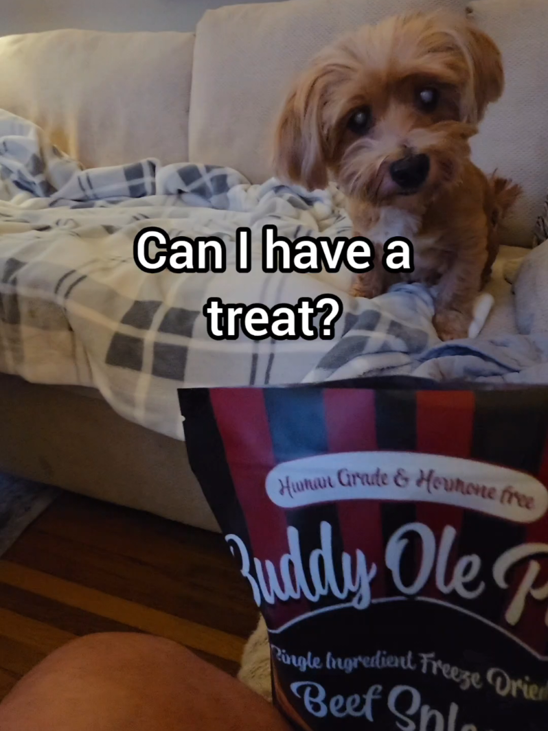 @BuddyandMikes Pal