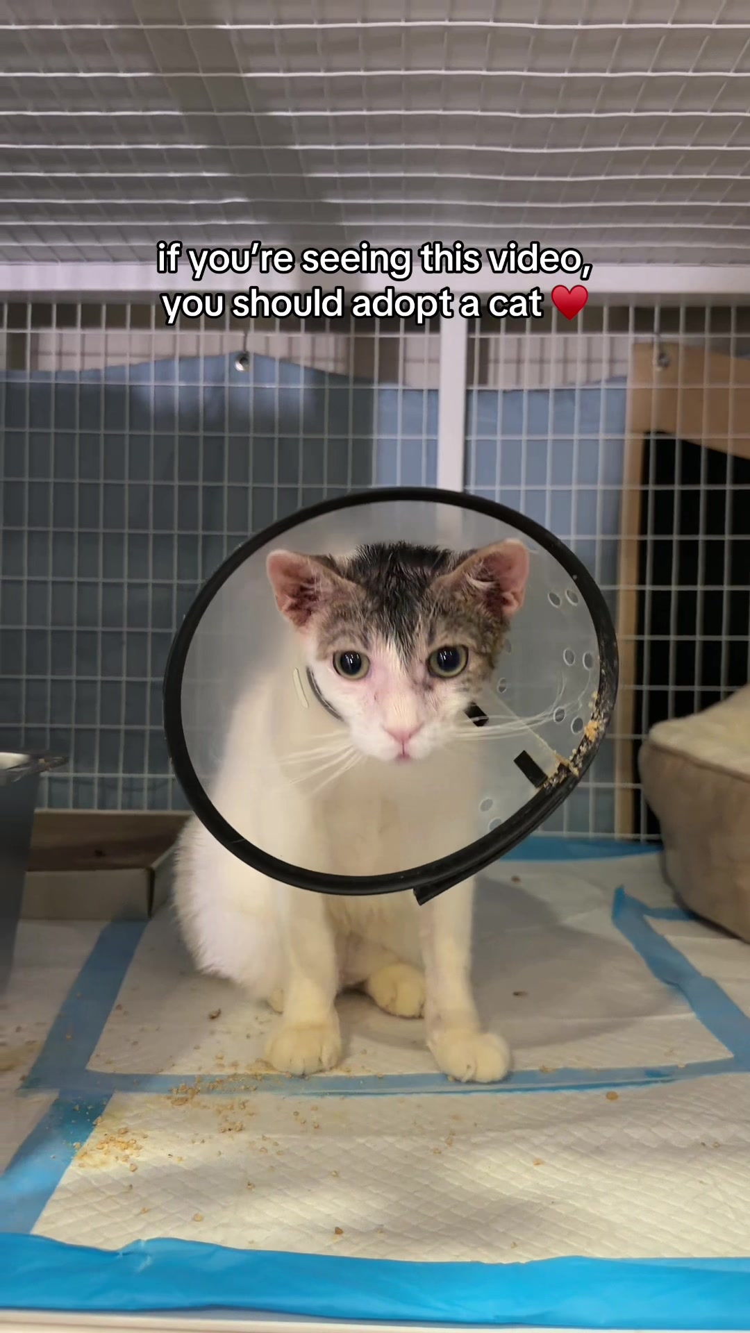 @Adopt a Pet