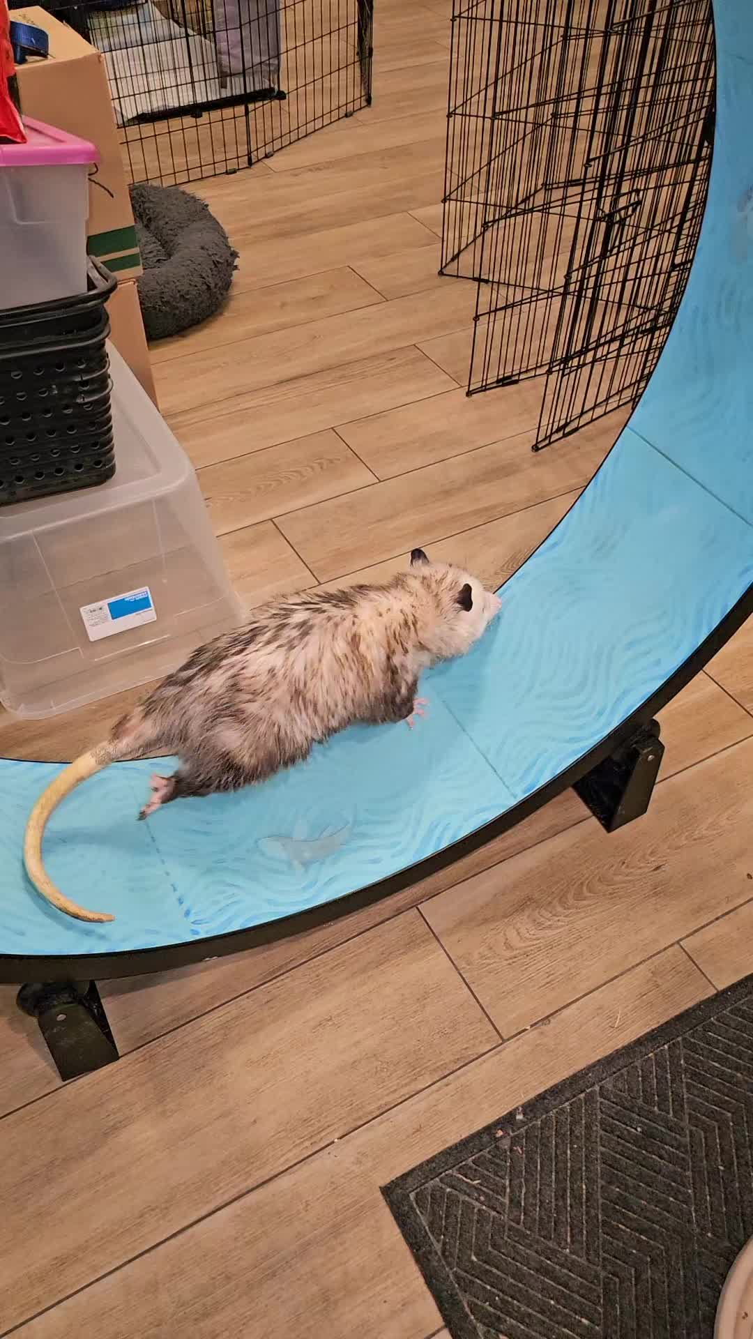 @OPOSSUMDAWGMOM