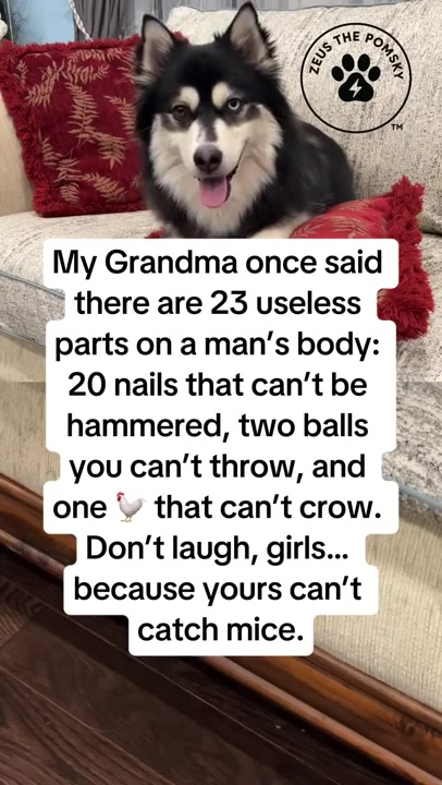@Zeus the Pomsky🐾