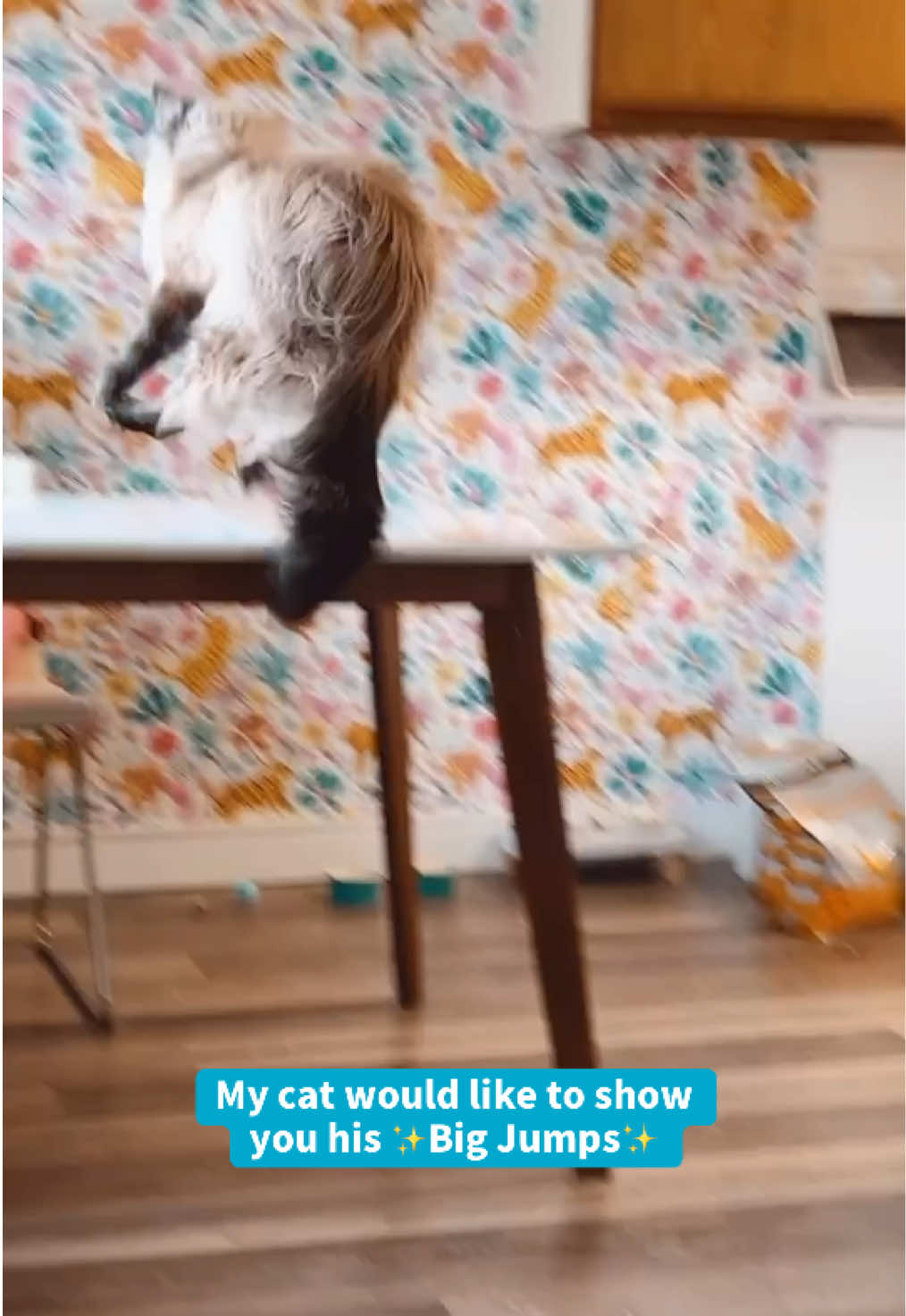 @My Cat Is People 🇨🇦