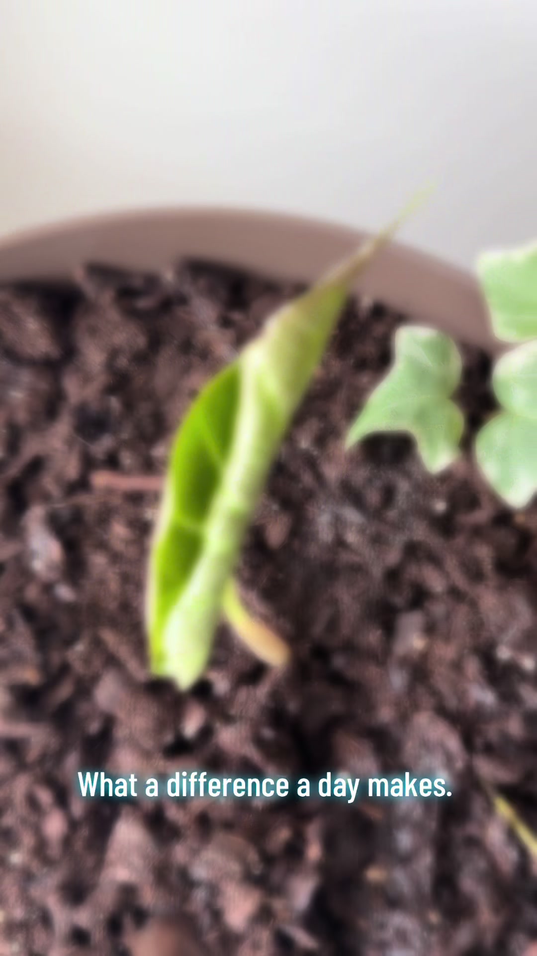@MoePlantDad