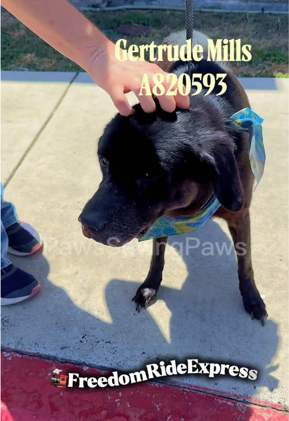 @pawssavingpaws