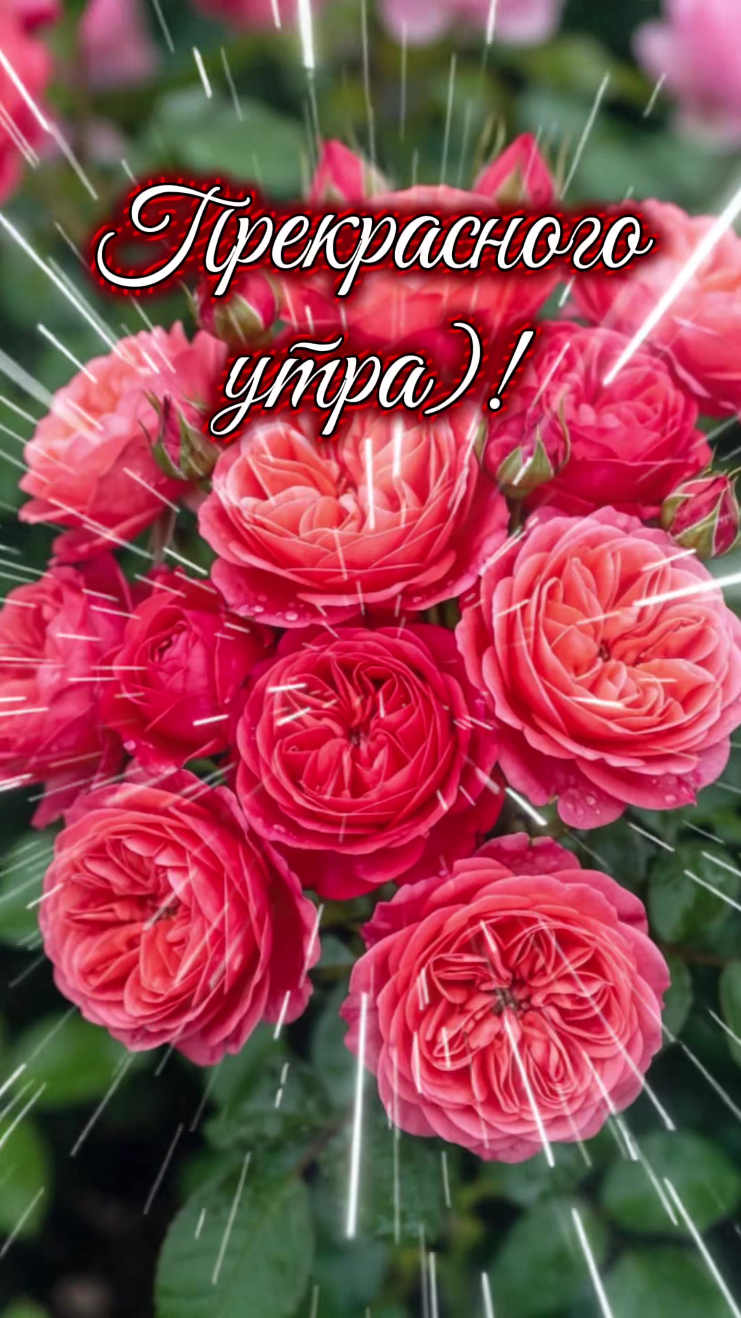 @zulfimysaivna