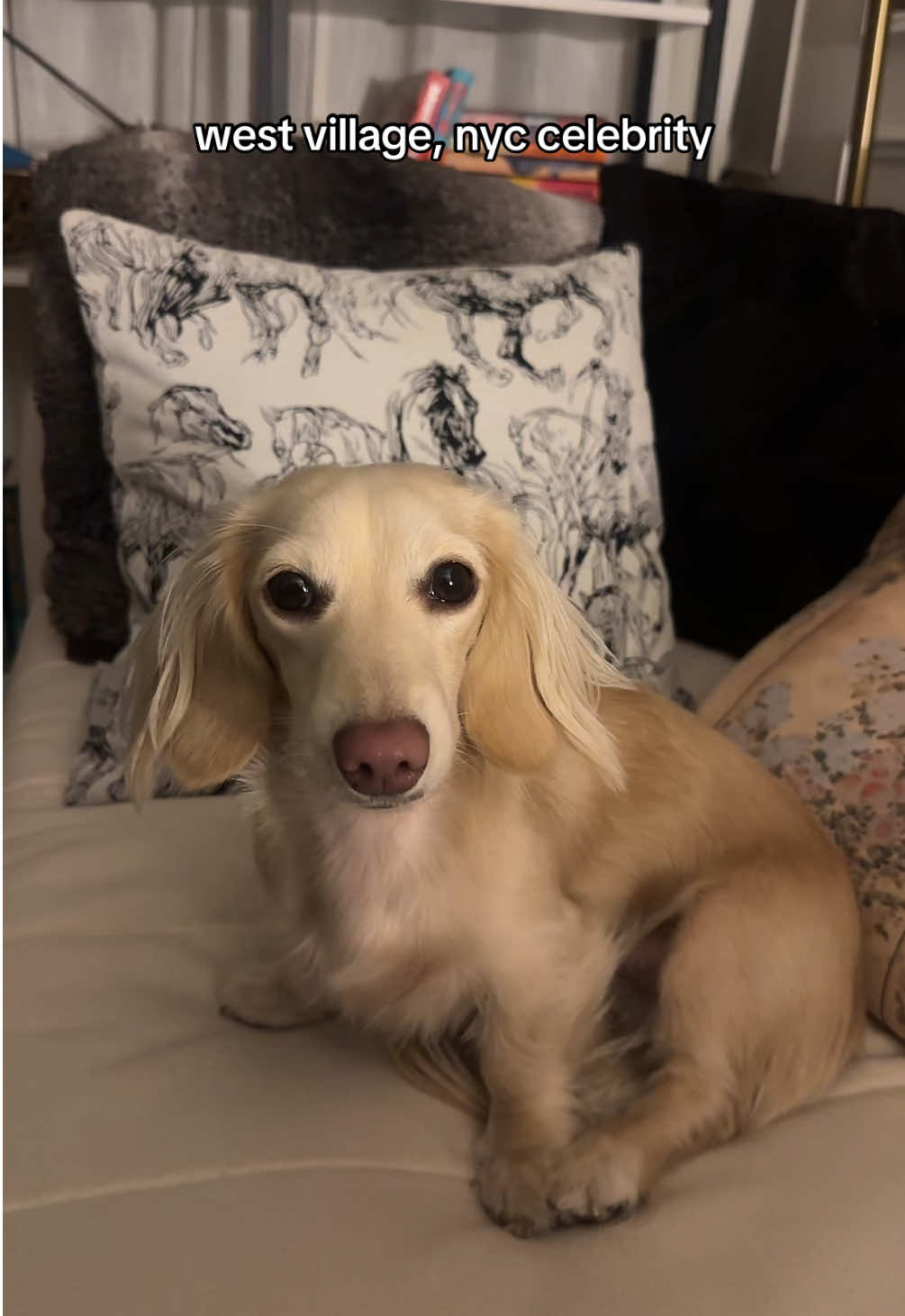 @Bisou 🤍 Cream Mini Dachshund