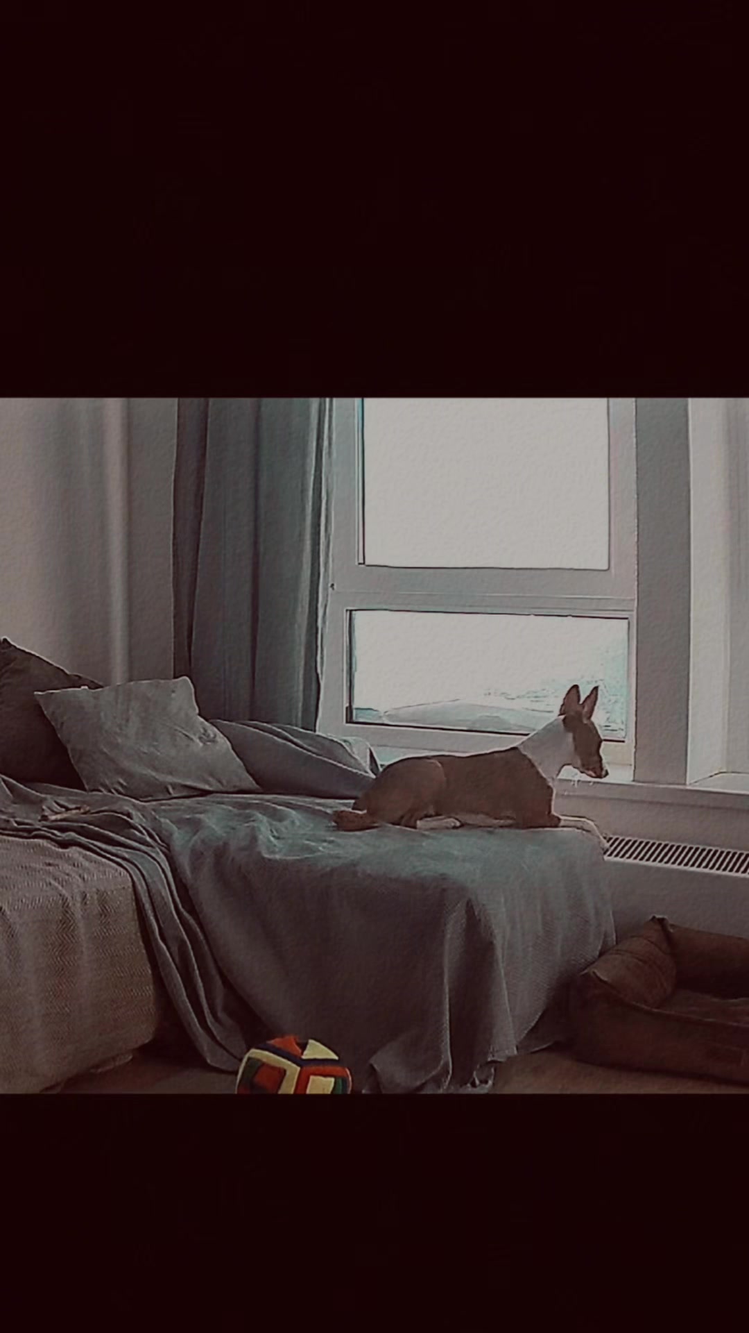 @imagoodfox