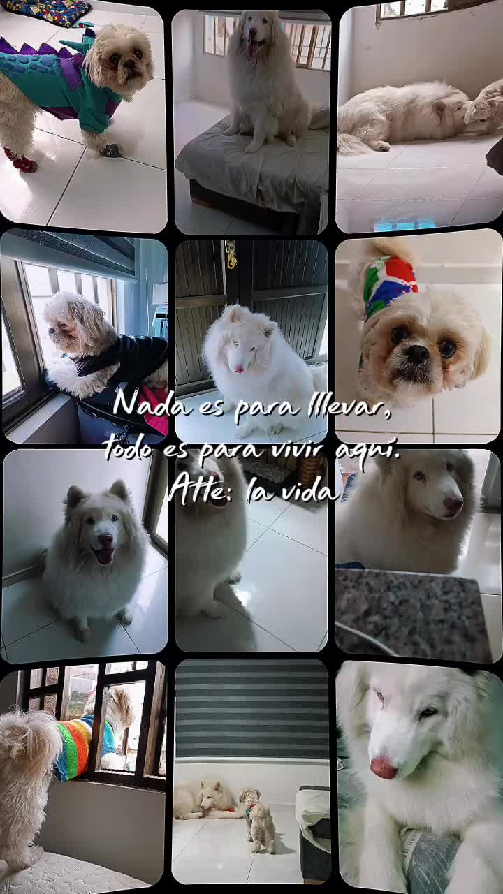 @💓🐶OTTO POLAR 🐶💓