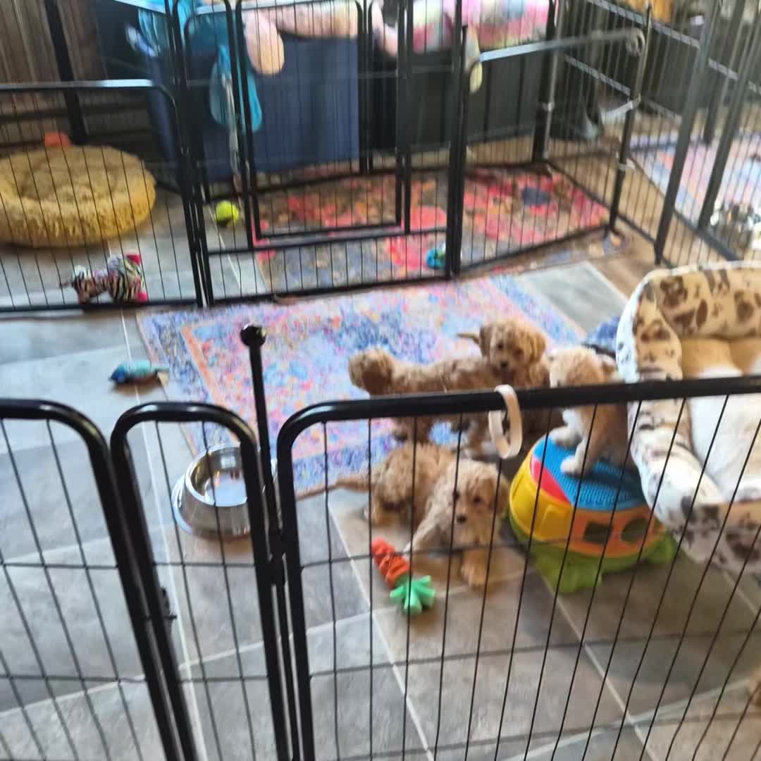 @Barb's Precious Pups