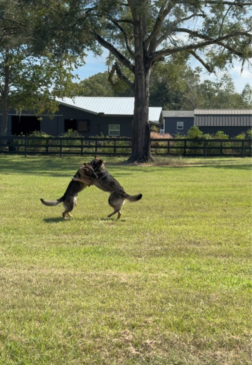 @Protection Dog Sales