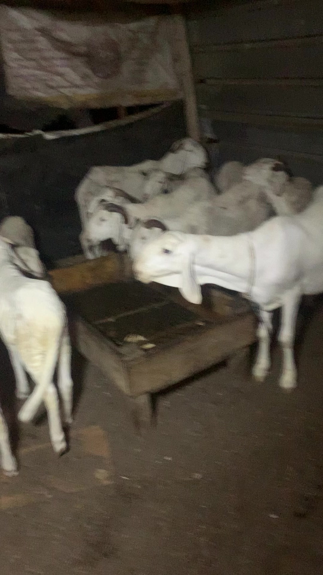 @Bergerie Soundiata Keita🐏🐑