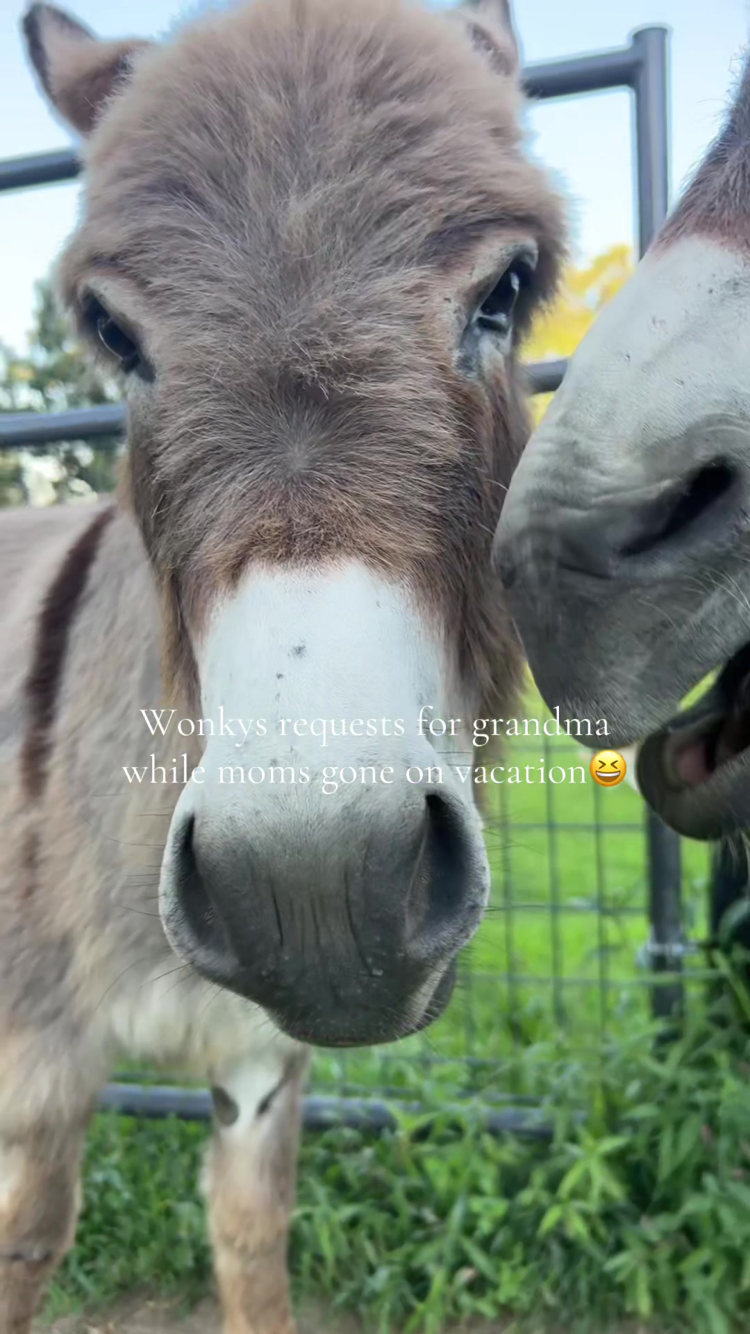 @TAYLORROSE - WONKY&WINDY 🫏