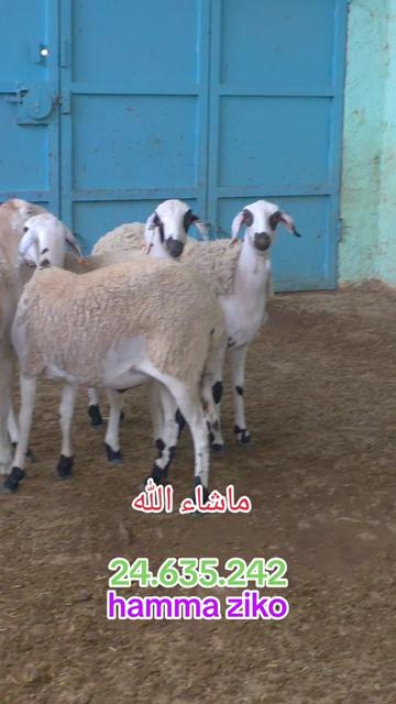 @hamma ziko