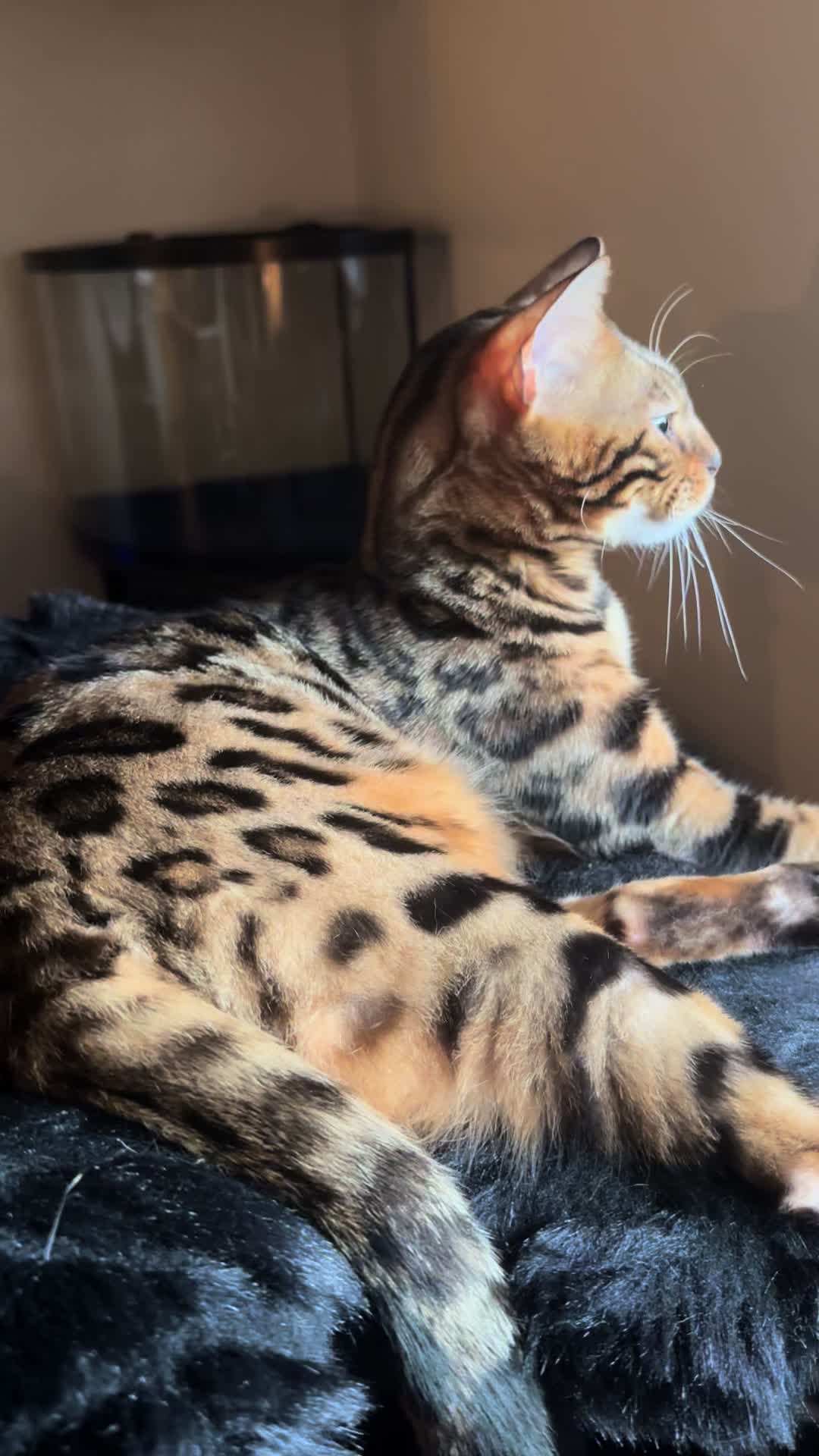 @Tiny Leopard Cats
