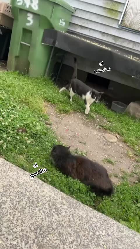 @🇲🇽Guli.Carrada 🐈&zwj;⬛
