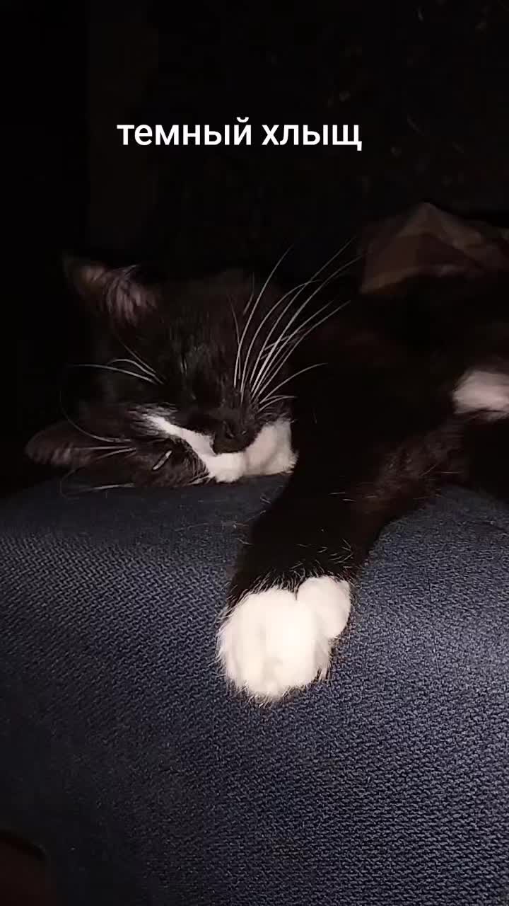 @лилац ∅ (котик хлыщ)