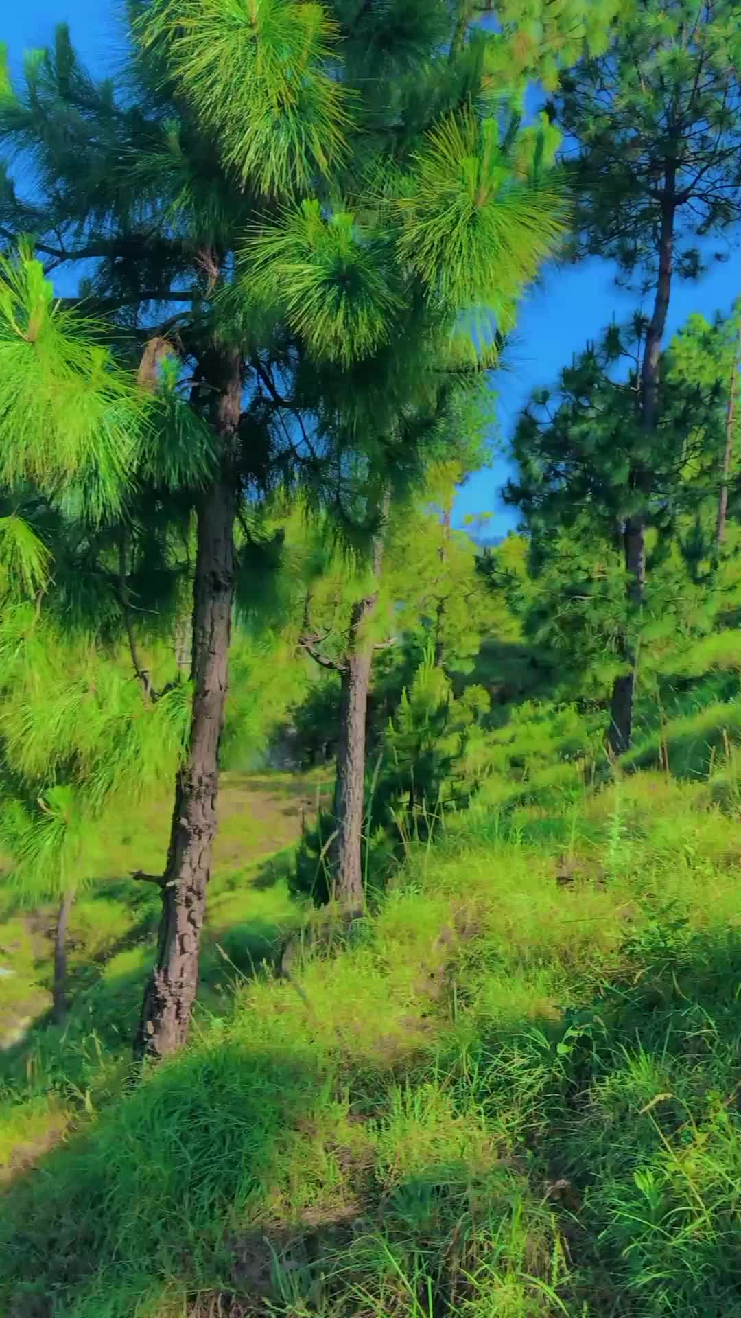 @وطن گلونہ