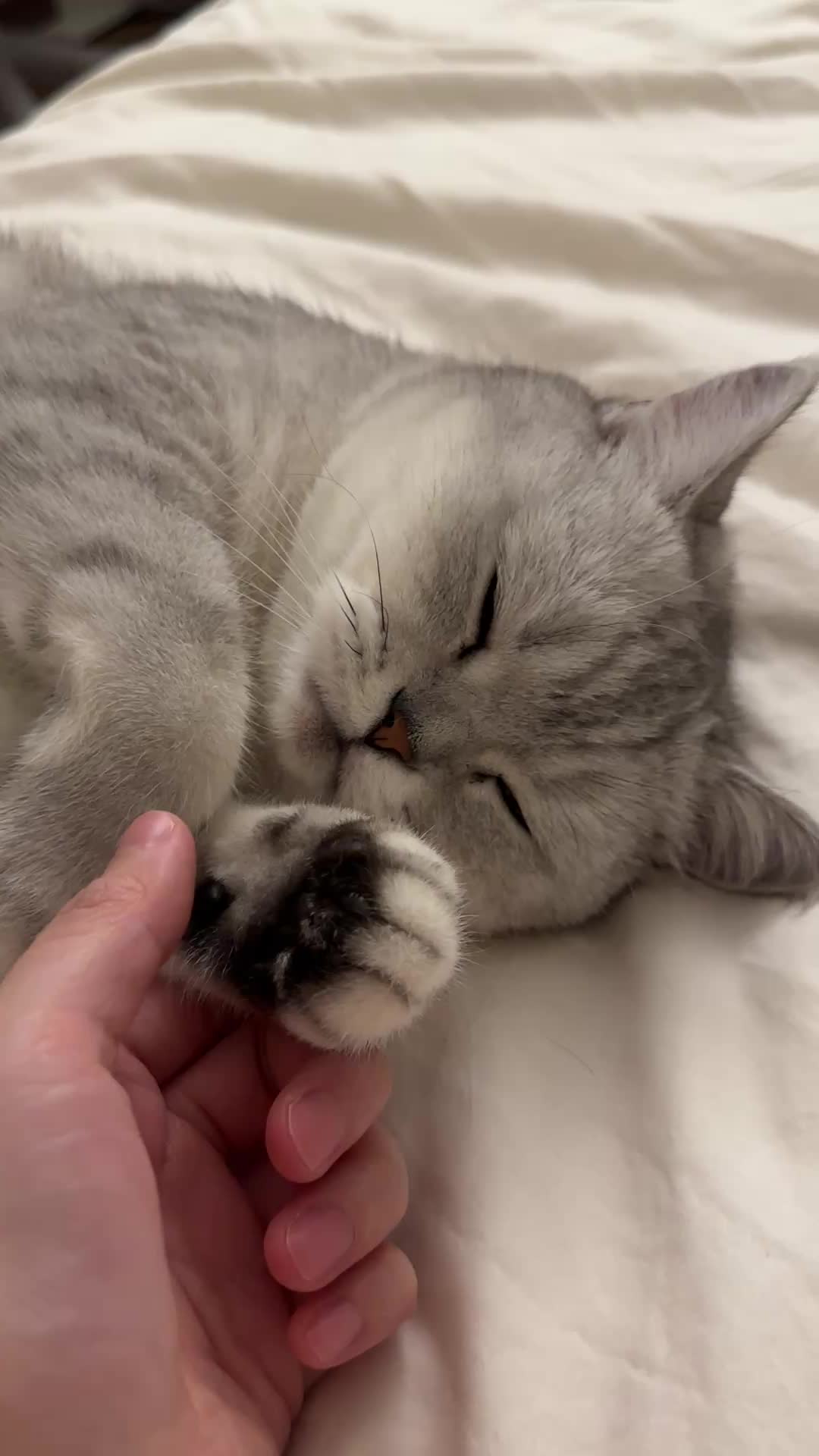 @riceballmeow88
