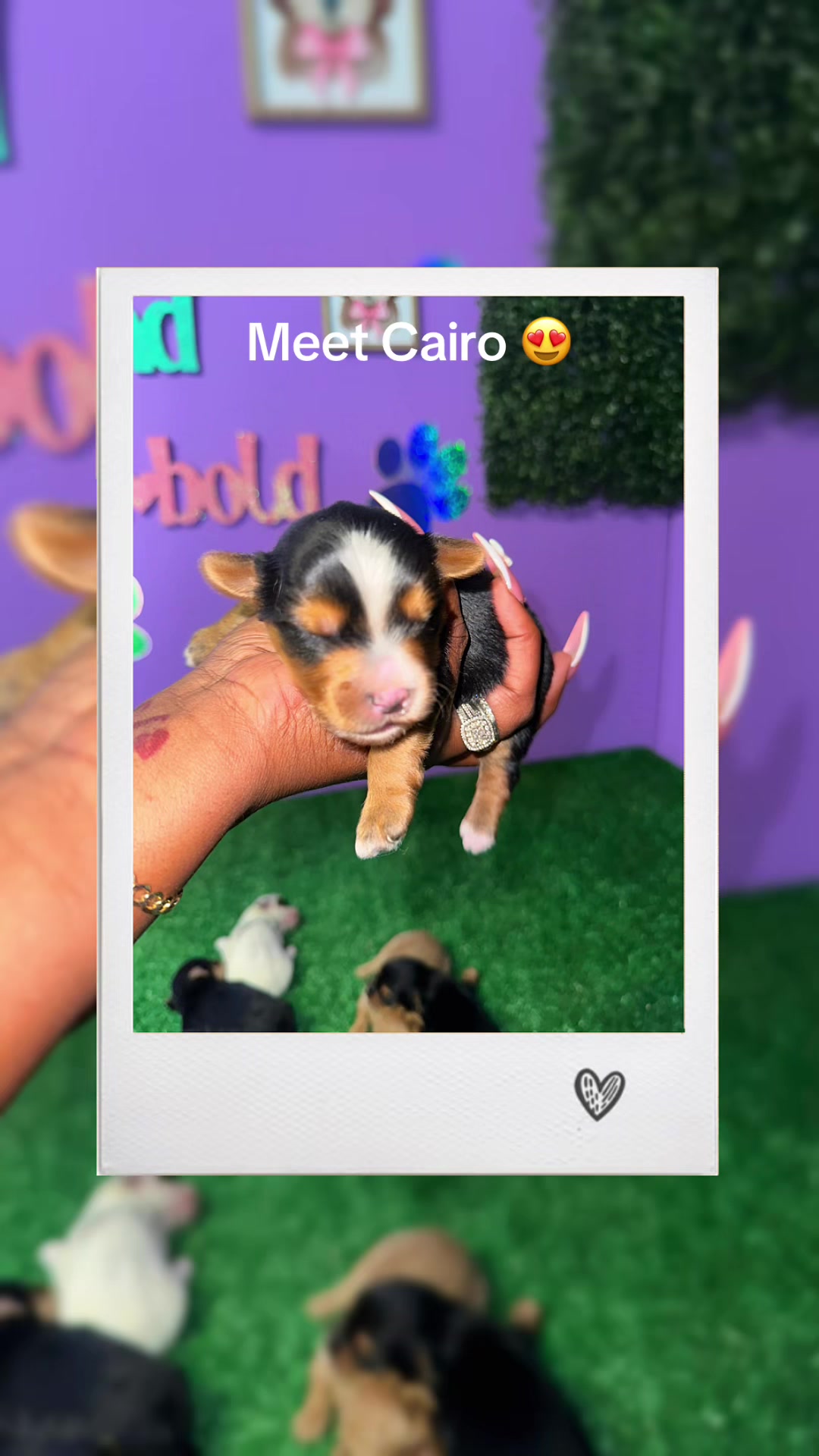 @Dog Lady