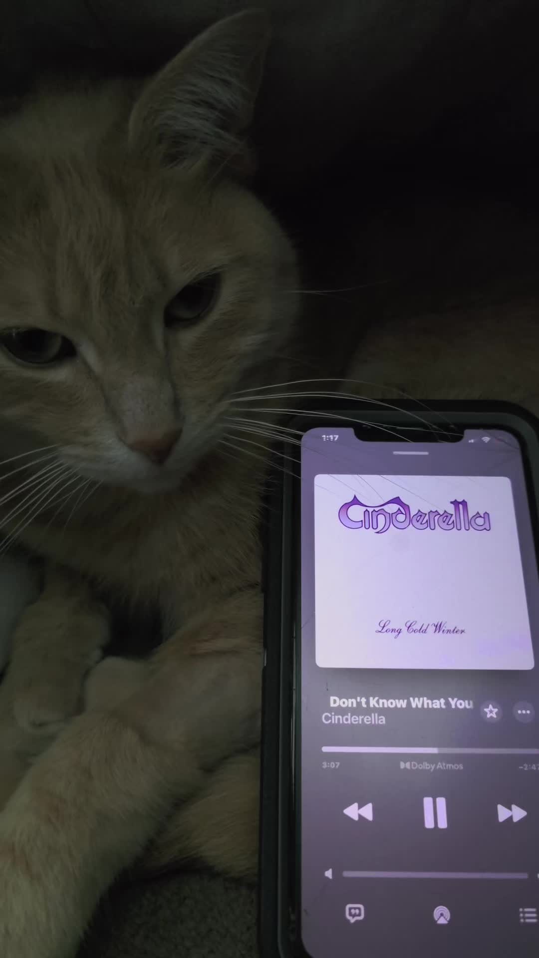 @Theorangecat🐈