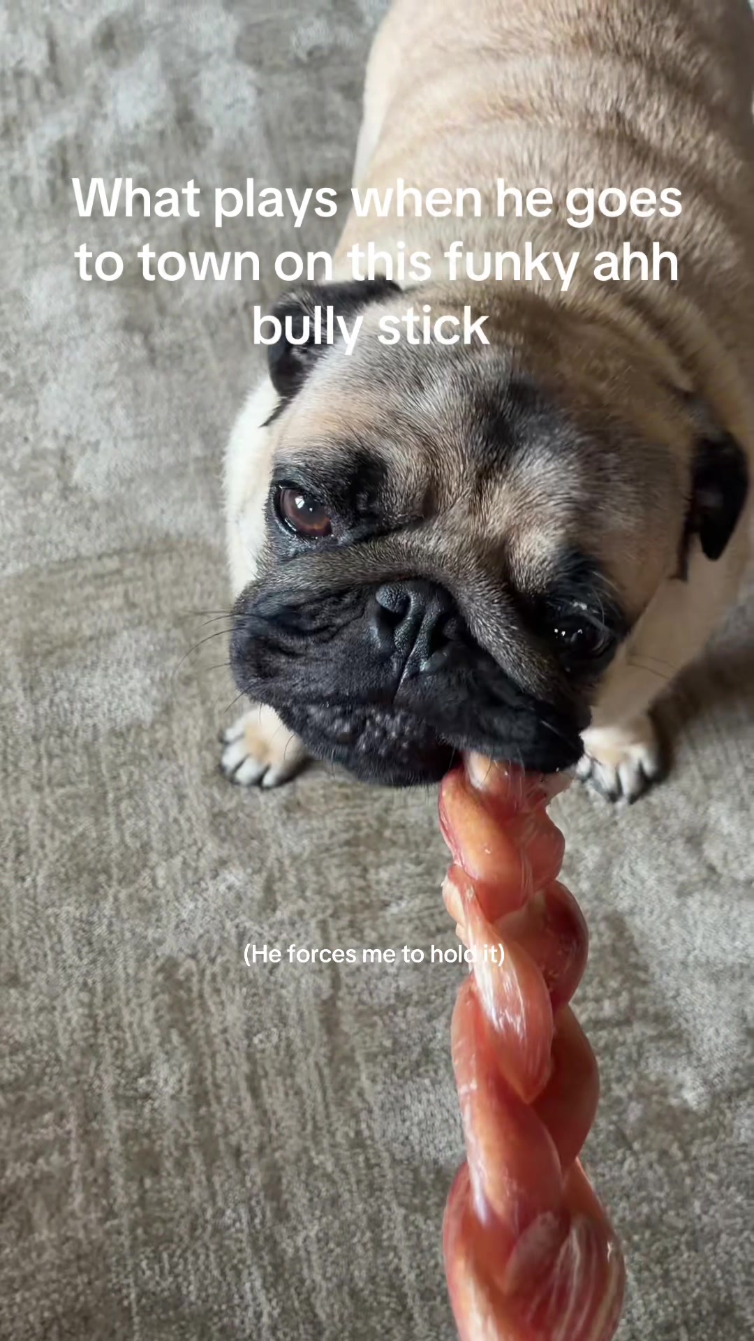 @thewinterpug