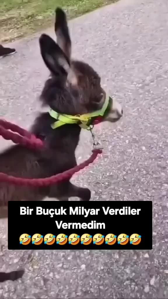 @&Ouml;zen Ce