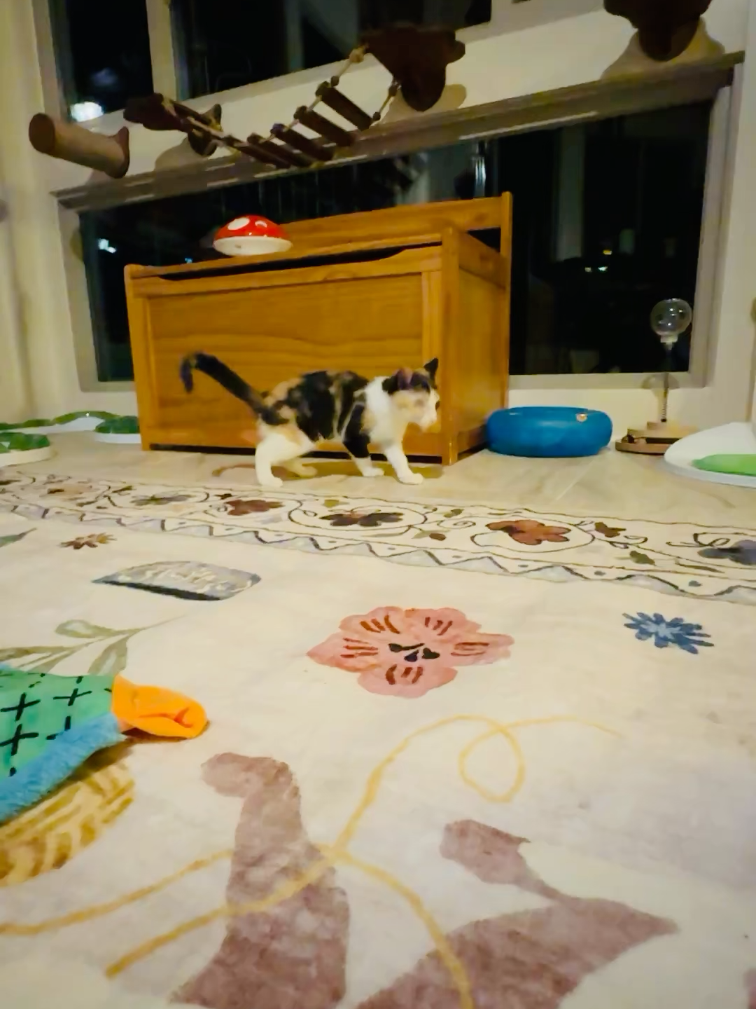 @Gracie’s Circling Paws