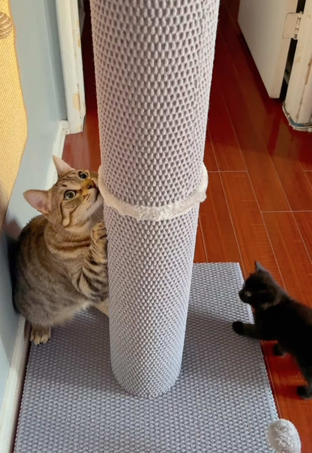 @Meowster_World