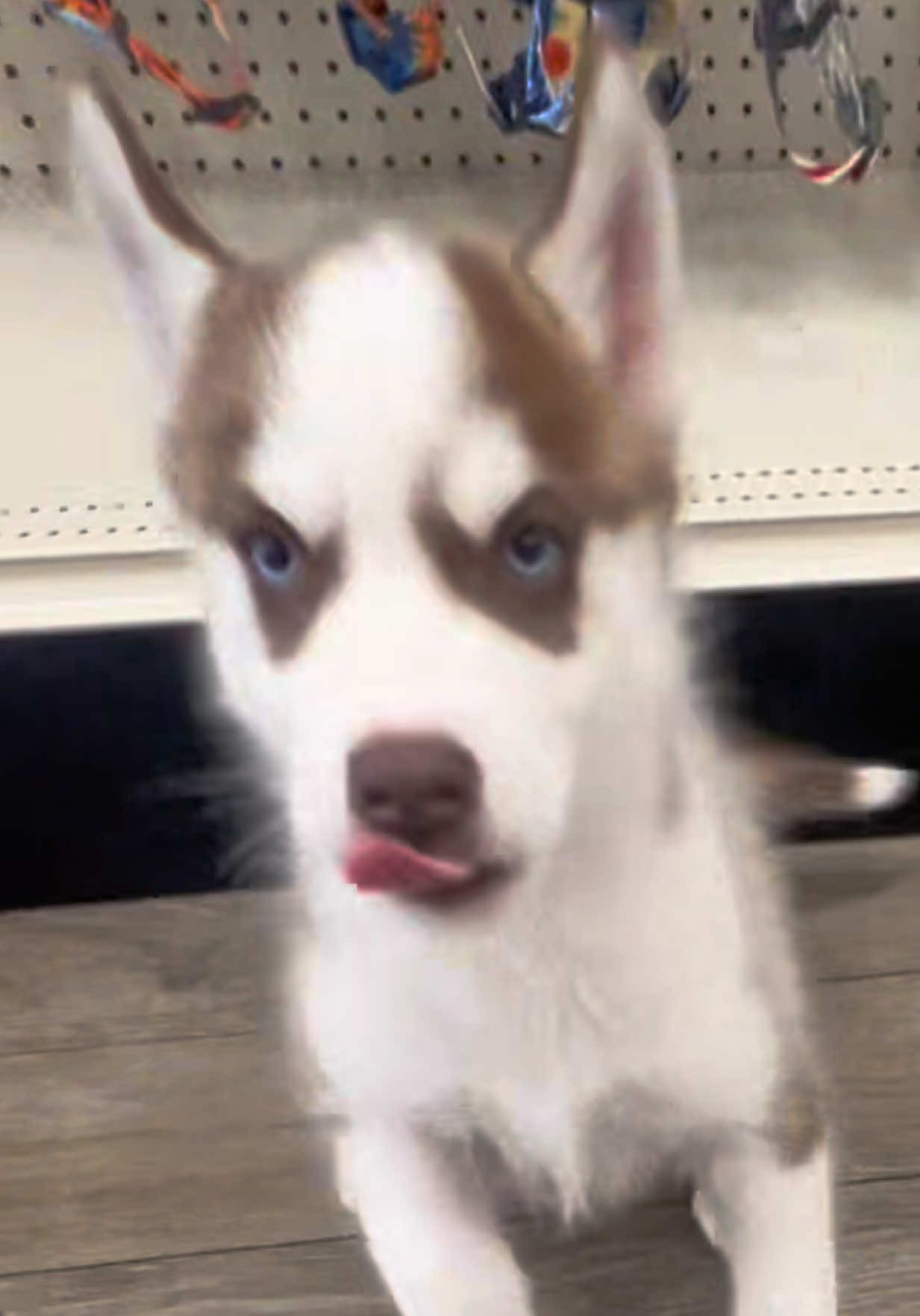 @Petland Oklahoma City