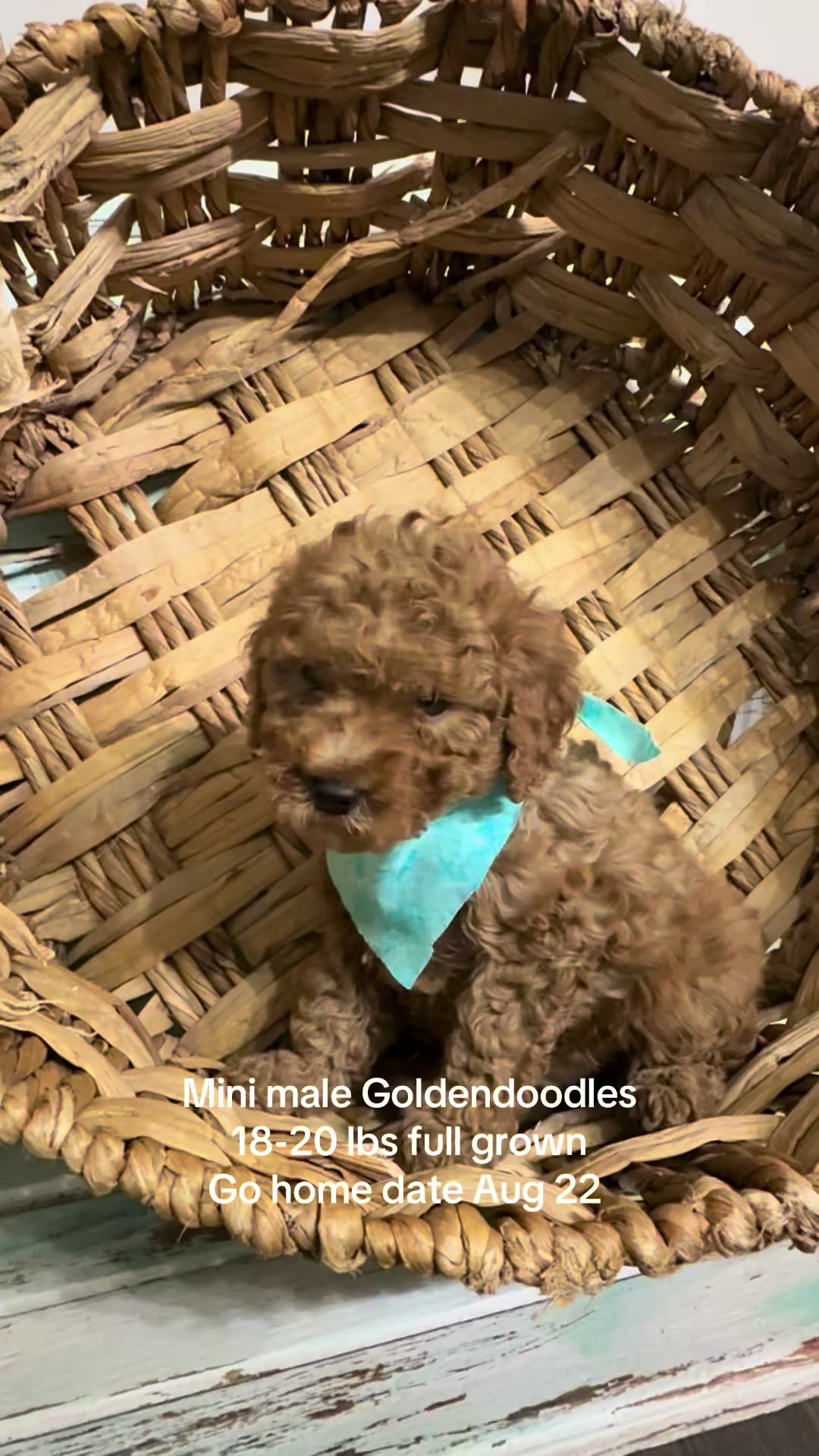 @atlantadoodlesandpoodles