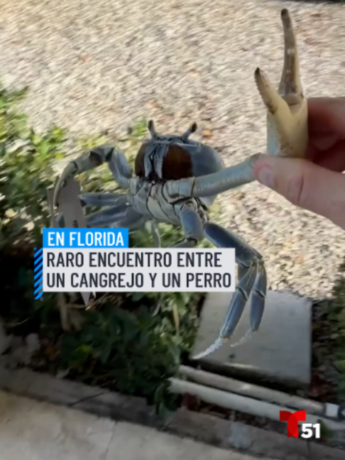 @Telemundo51Miami