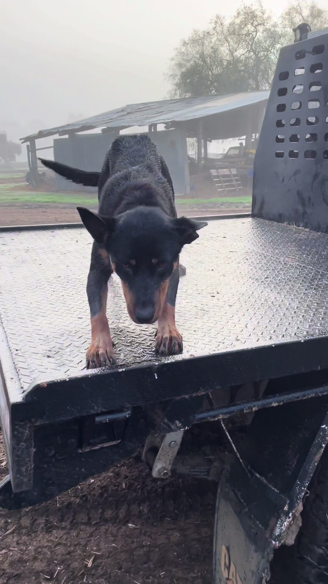 @SouthernDreamin Kelpie stud