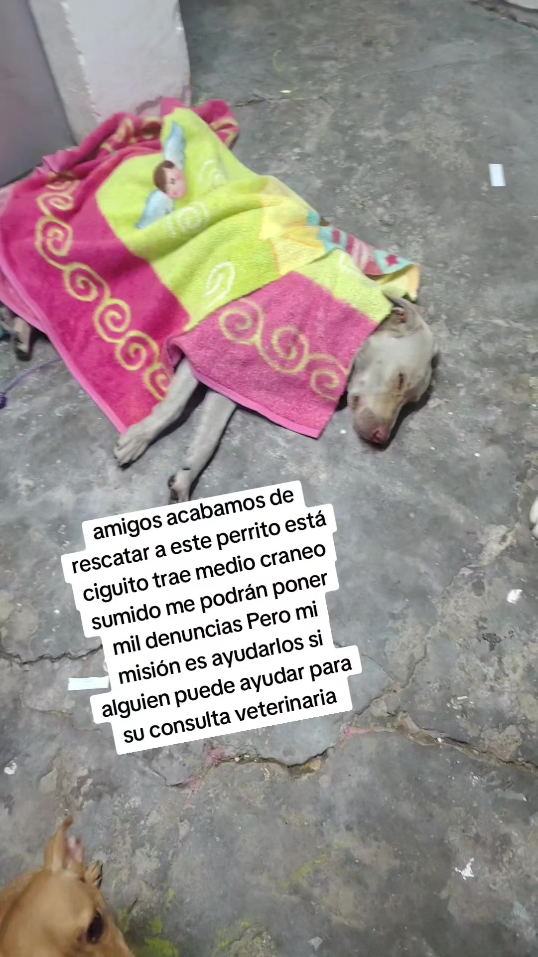 @rescate de perros guapos 😚