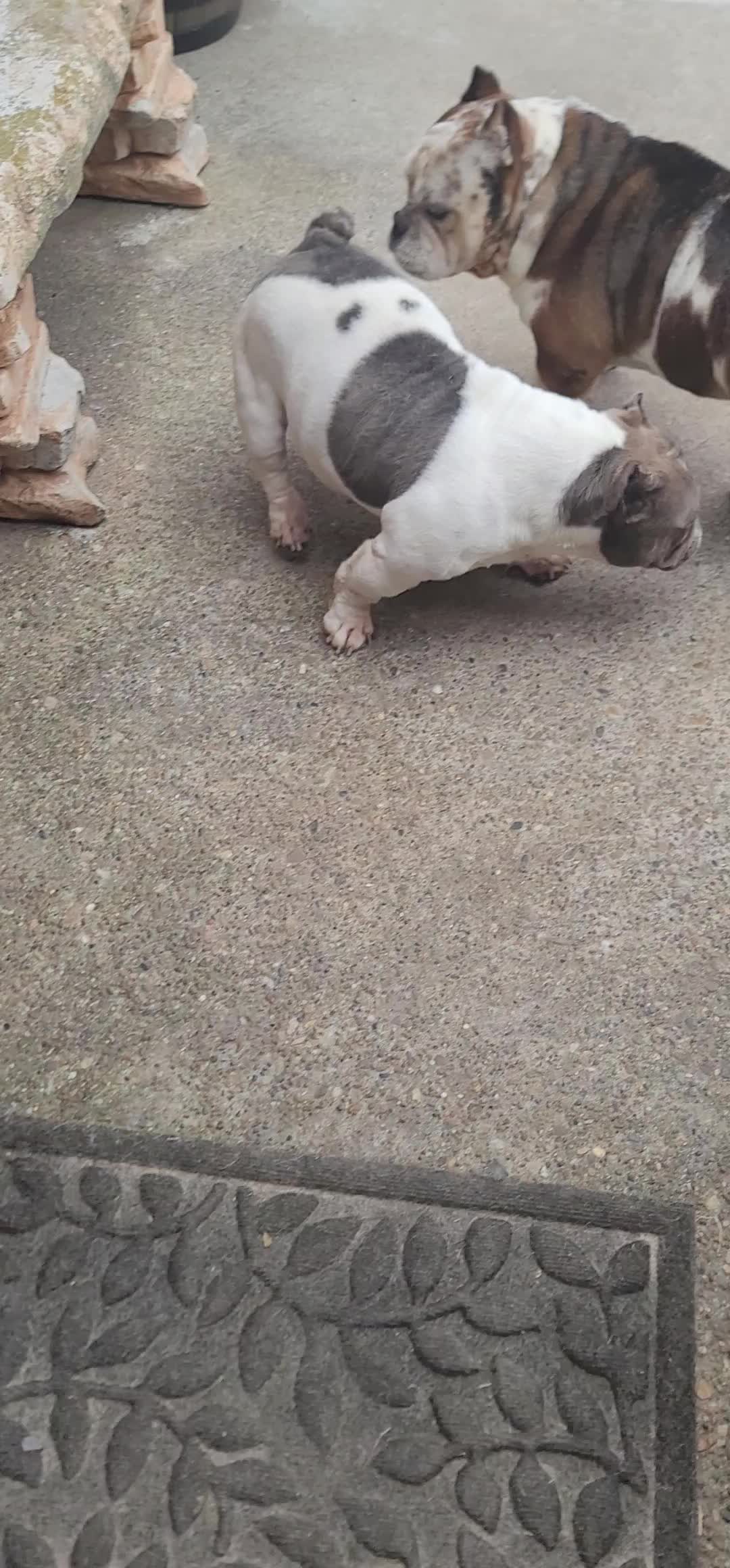 @Crookedcitykennel