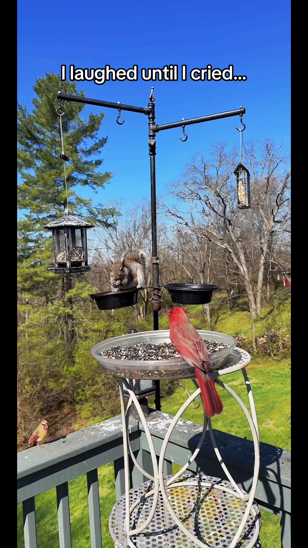 @Backyardbirdz