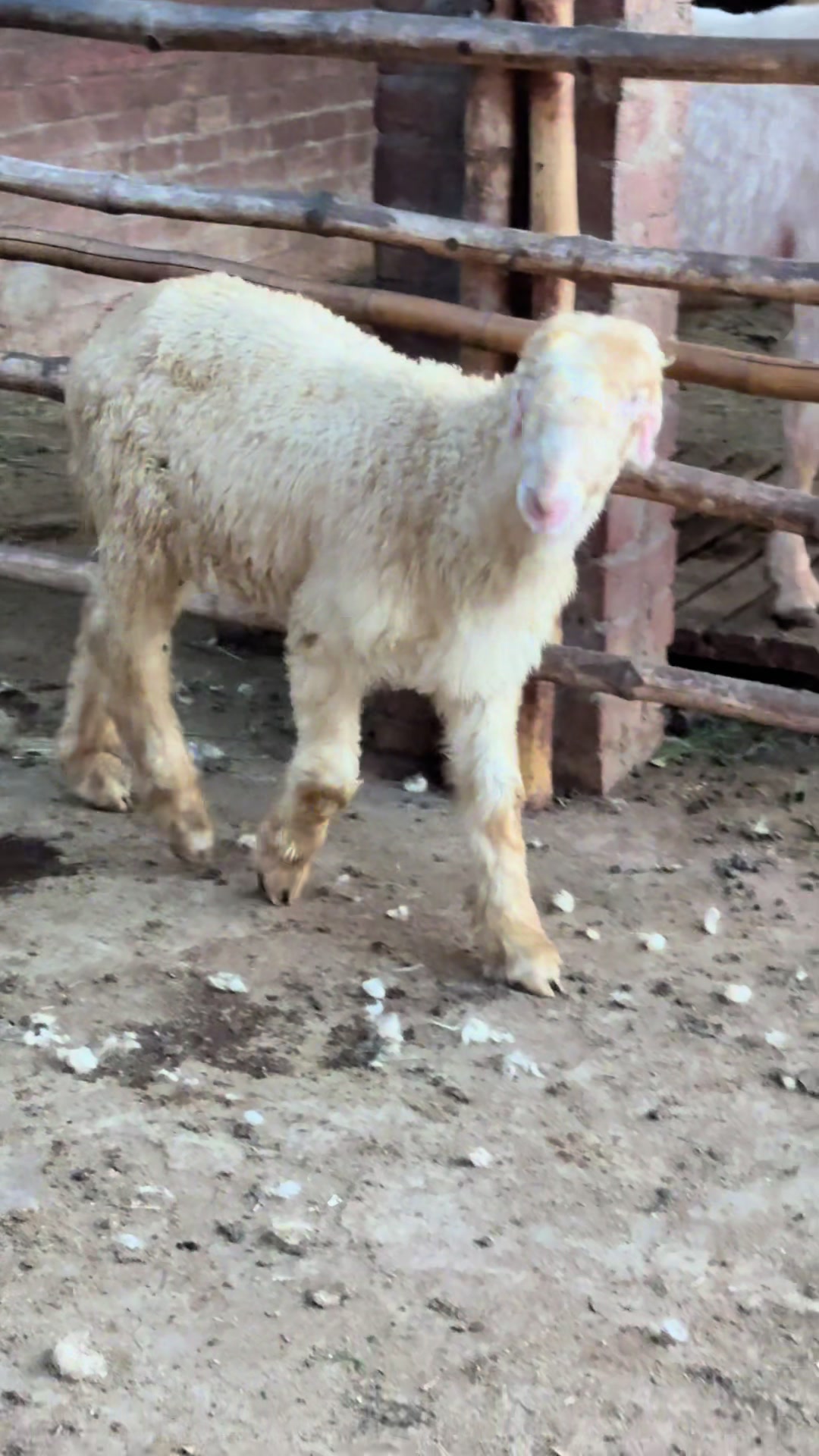 @Shiraz livestock