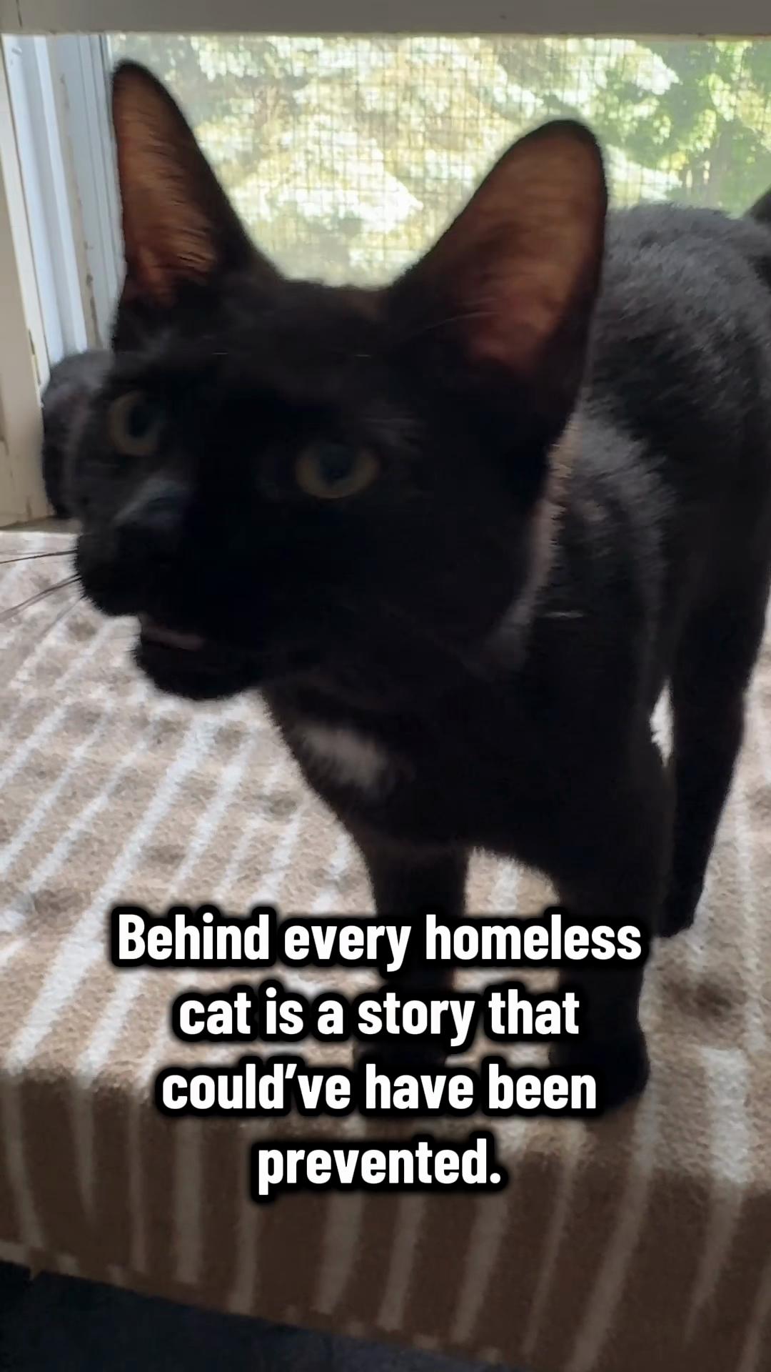 @North Toronto Cat Rescue