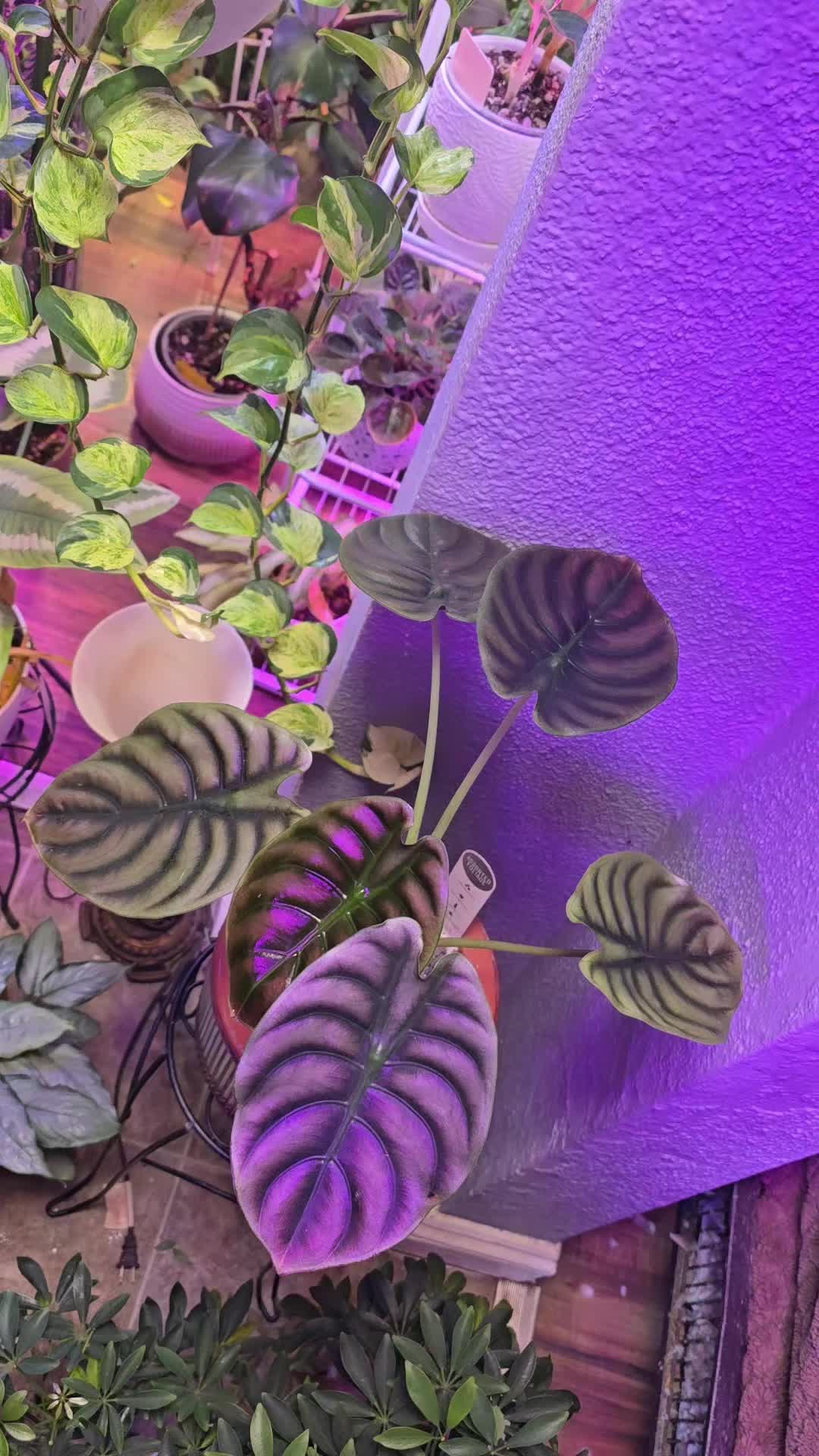 @JT - BigEGOPlants