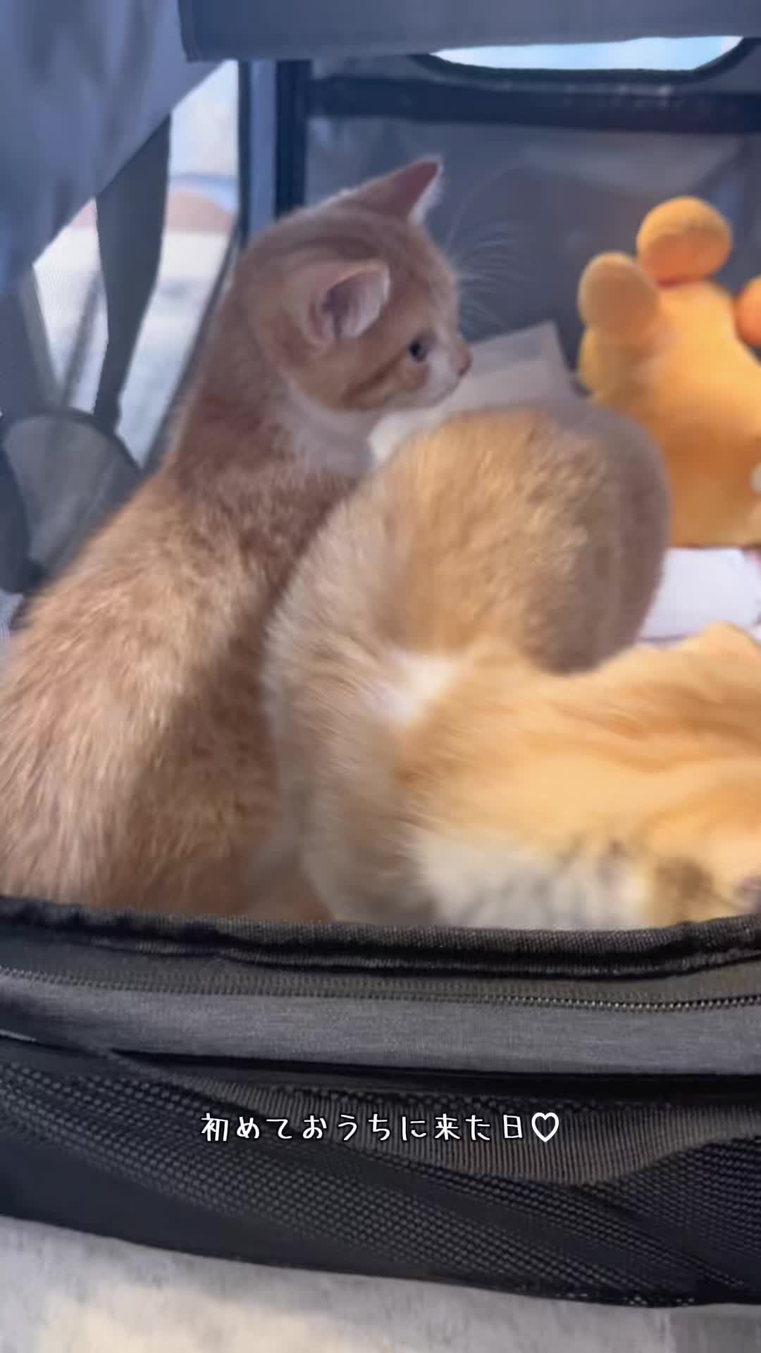 @マロン